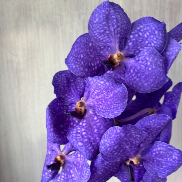 日持ち抜群！【蘭のお宝商品　即出荷】　台湾産　バンダ　ブルー系　6本