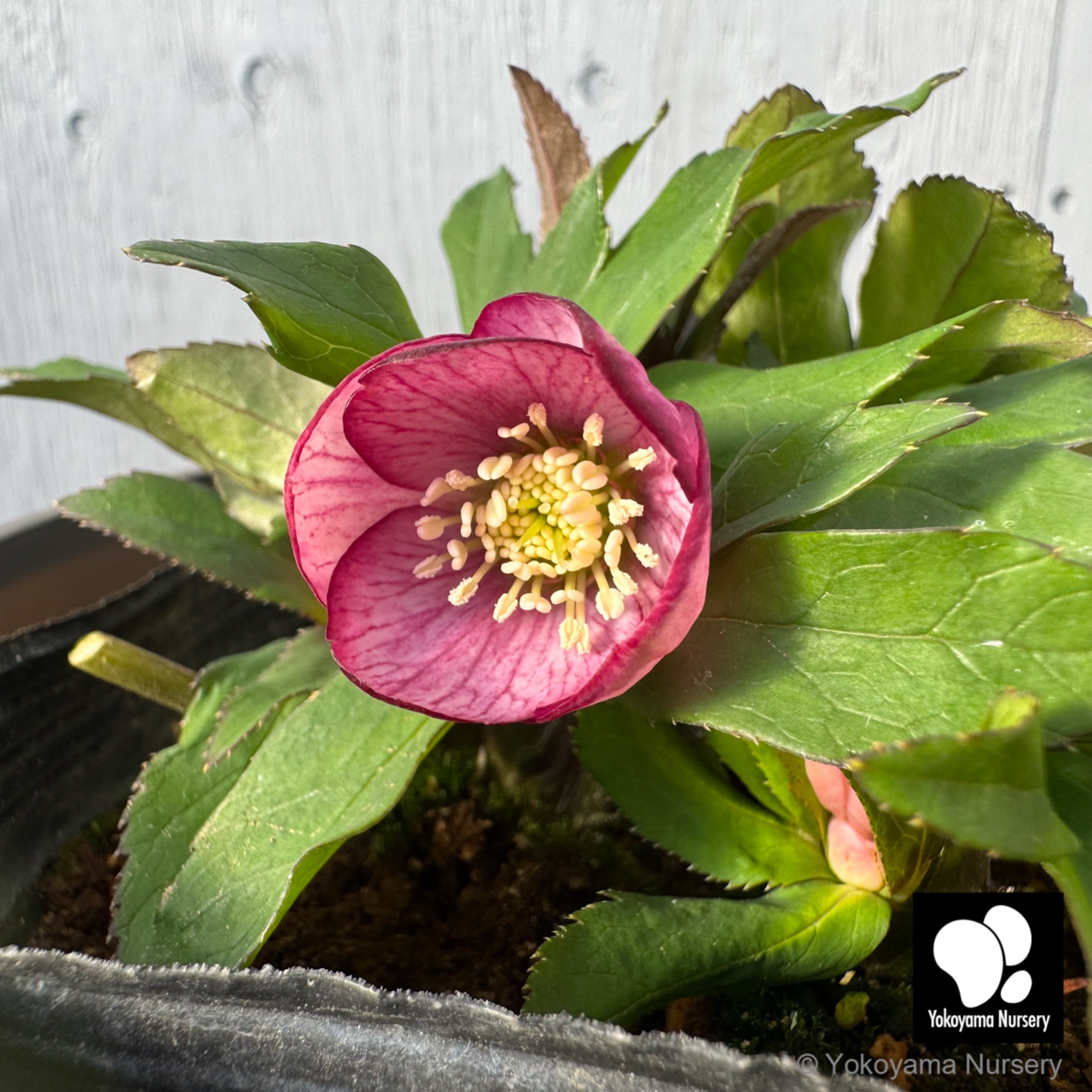 抽選販売】［18］ クリスマスローズ プチドール ピンク ピコティー