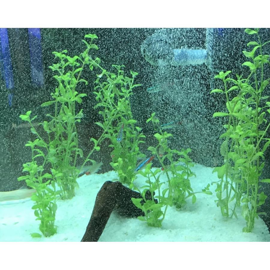 発生器単体（25 mm）分割式改良モデル（マイクロバブル 水槽