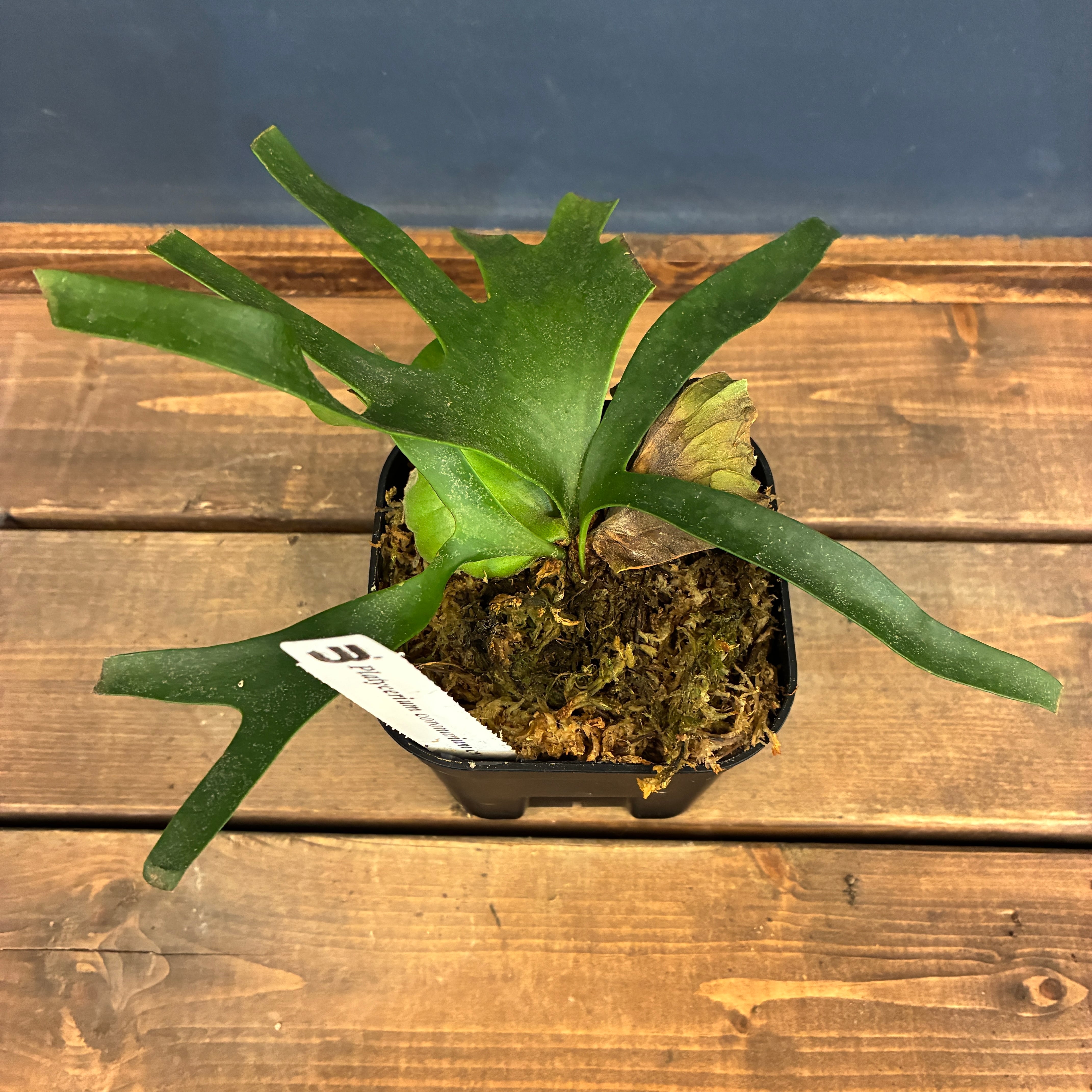 ビカクシダ P. coronarium cv 'QQ' (TC)【402】 | PROTOLEAF プロトリーフ