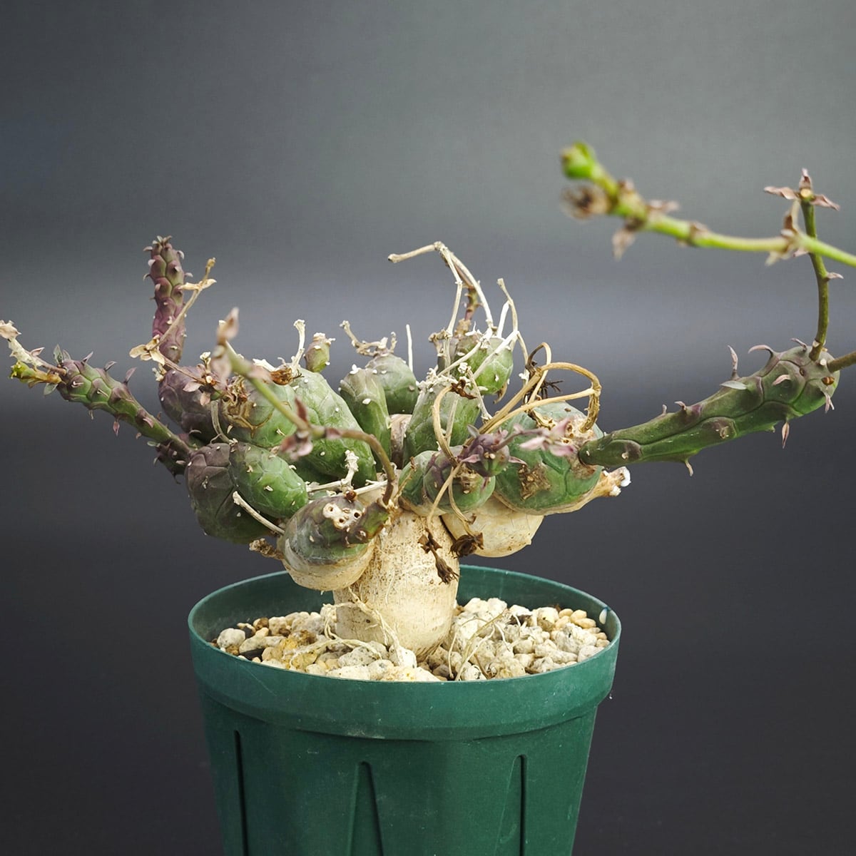 Astrophytum myriostigma アストロフィツム 紅葉ヘキラン 紅葉碧瑠璃