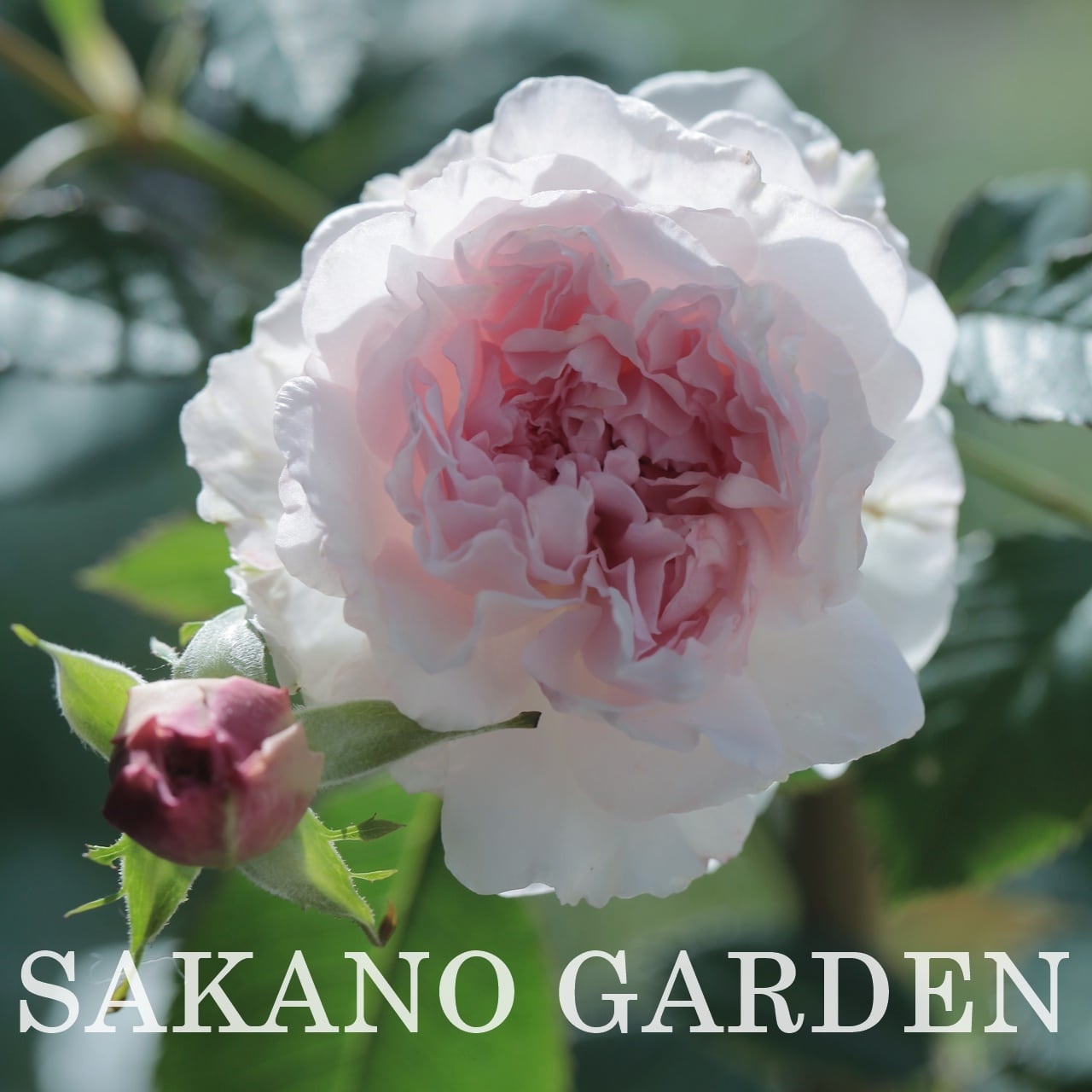 バラ・Roses | P's SHOP