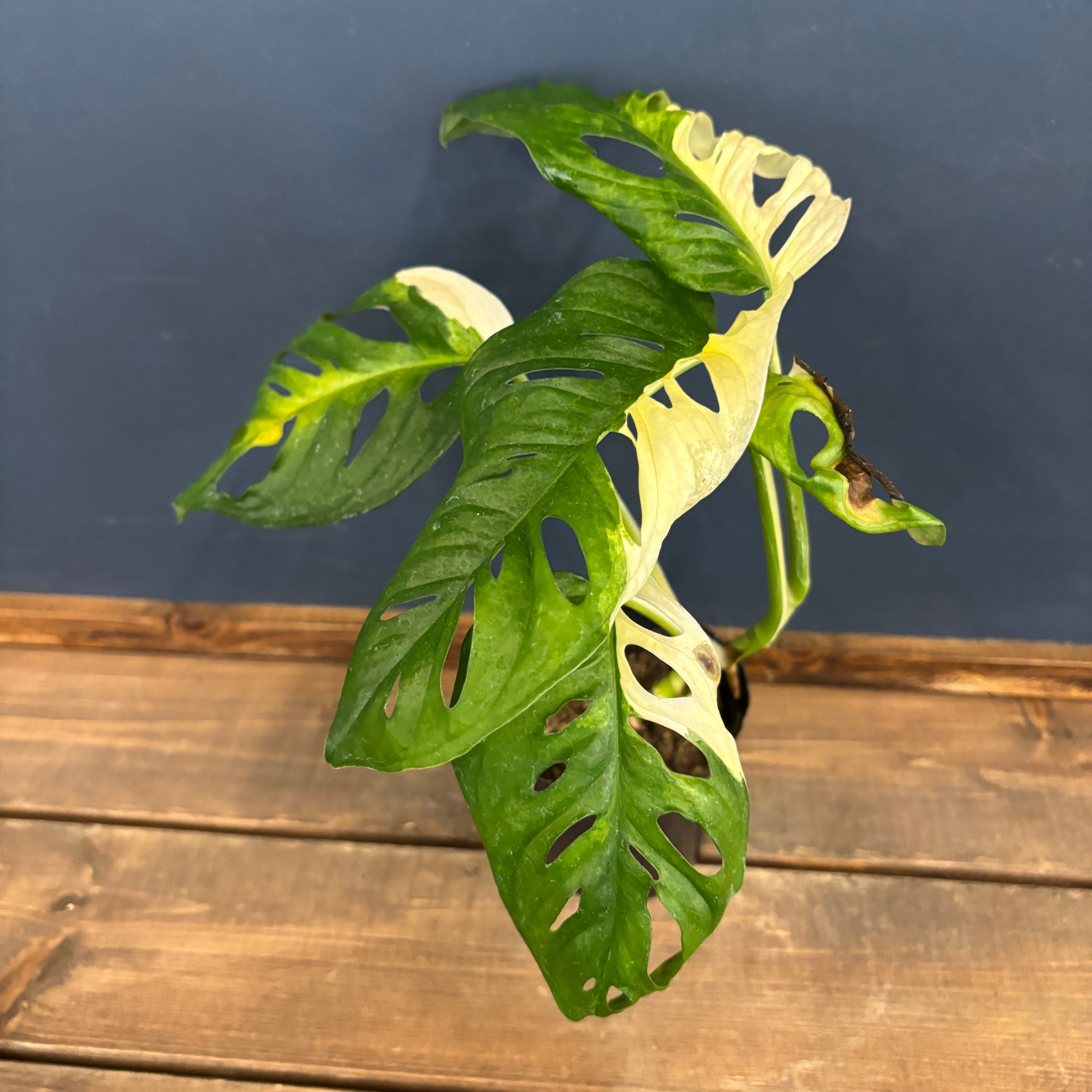 モンステラ 斑入りモンステラ ホワイトモンスター(天津蘭) 3.5号ロング透明鉢(現品