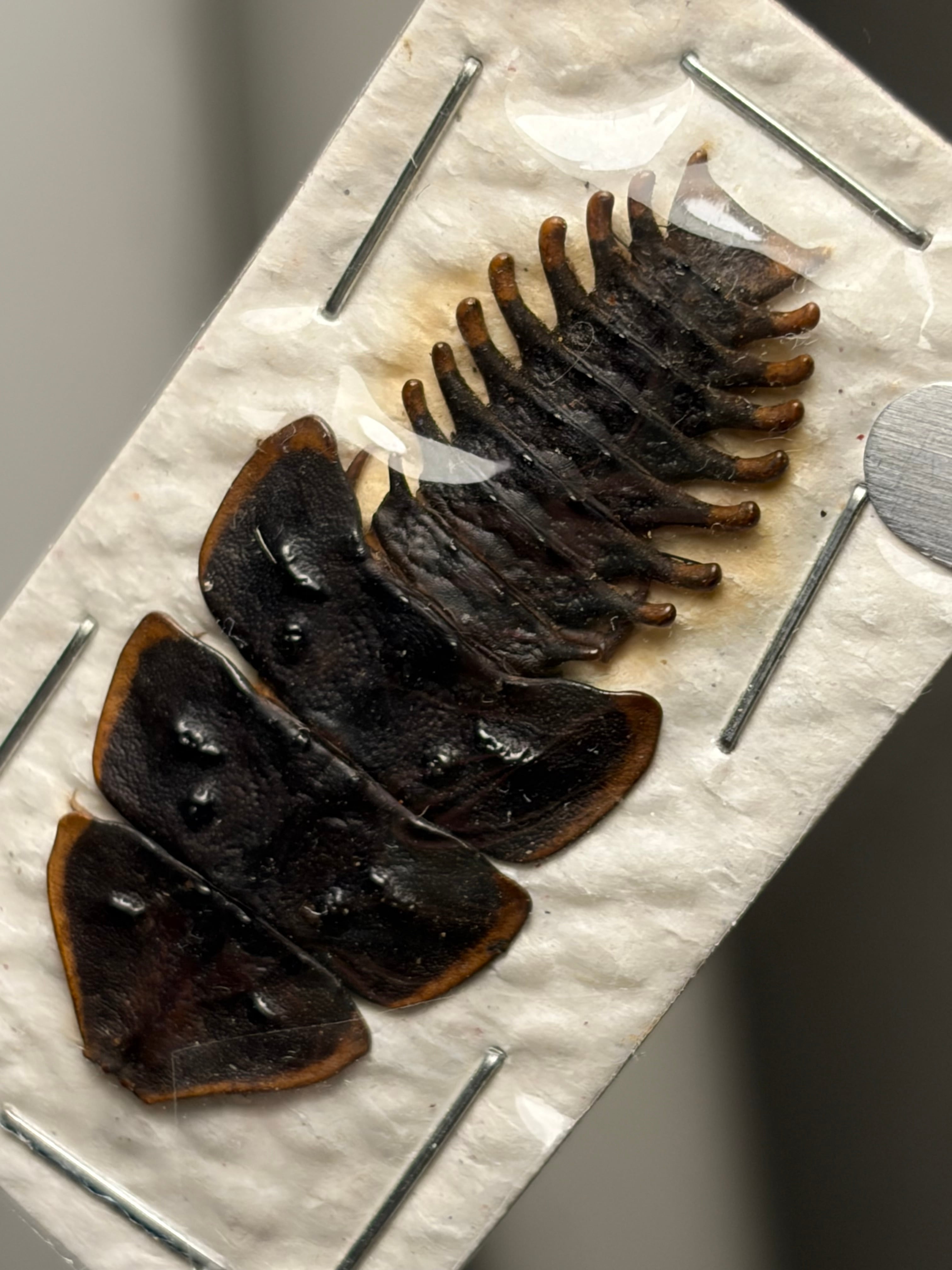サンヨウベニボタルの昆虫標本ホタル標本 蛍タランチュラムカデ