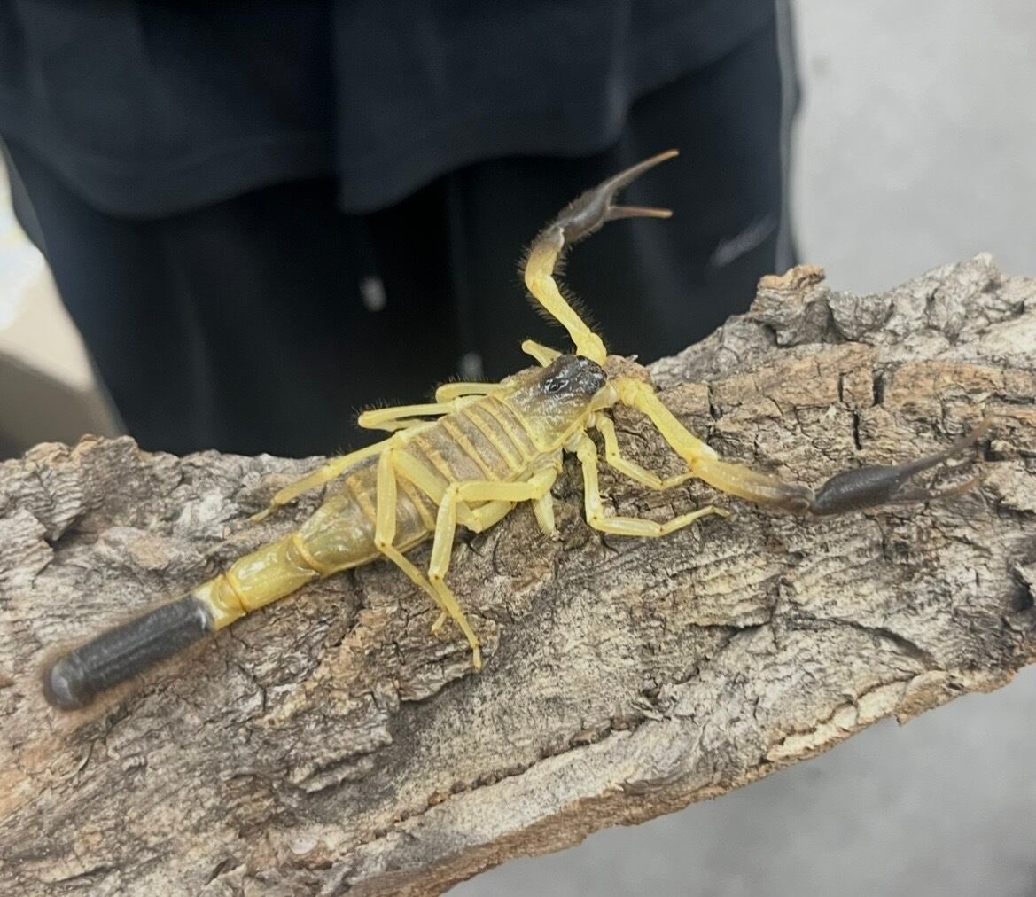 受注生産】ピラーテイルスコーピオンOrthochirus pallidus サソリ