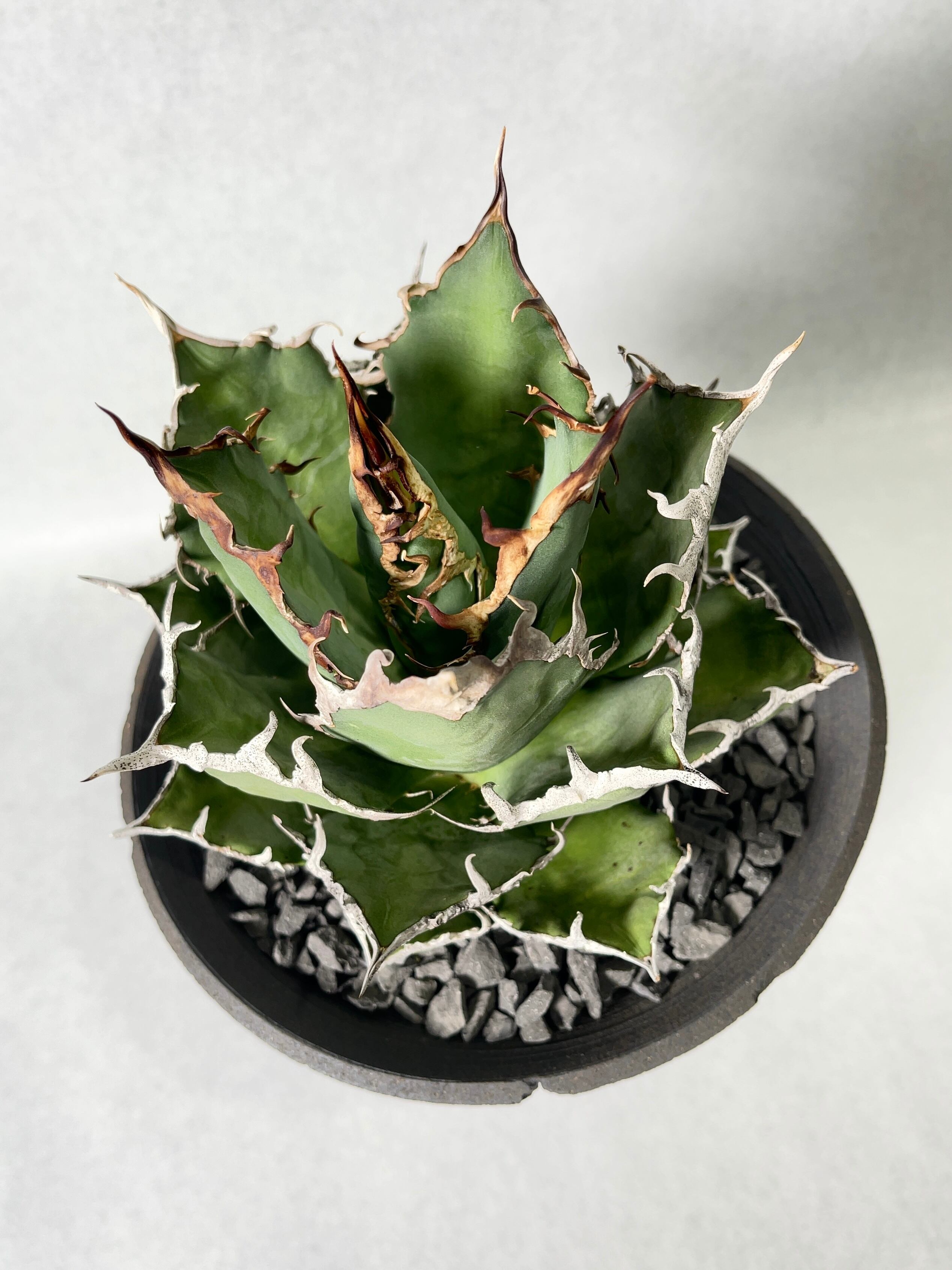 アガベ　シーザー 園芸ネット本店｜アガベ：チタノタ シーザー（凱撤） 3号鉢植え の通販