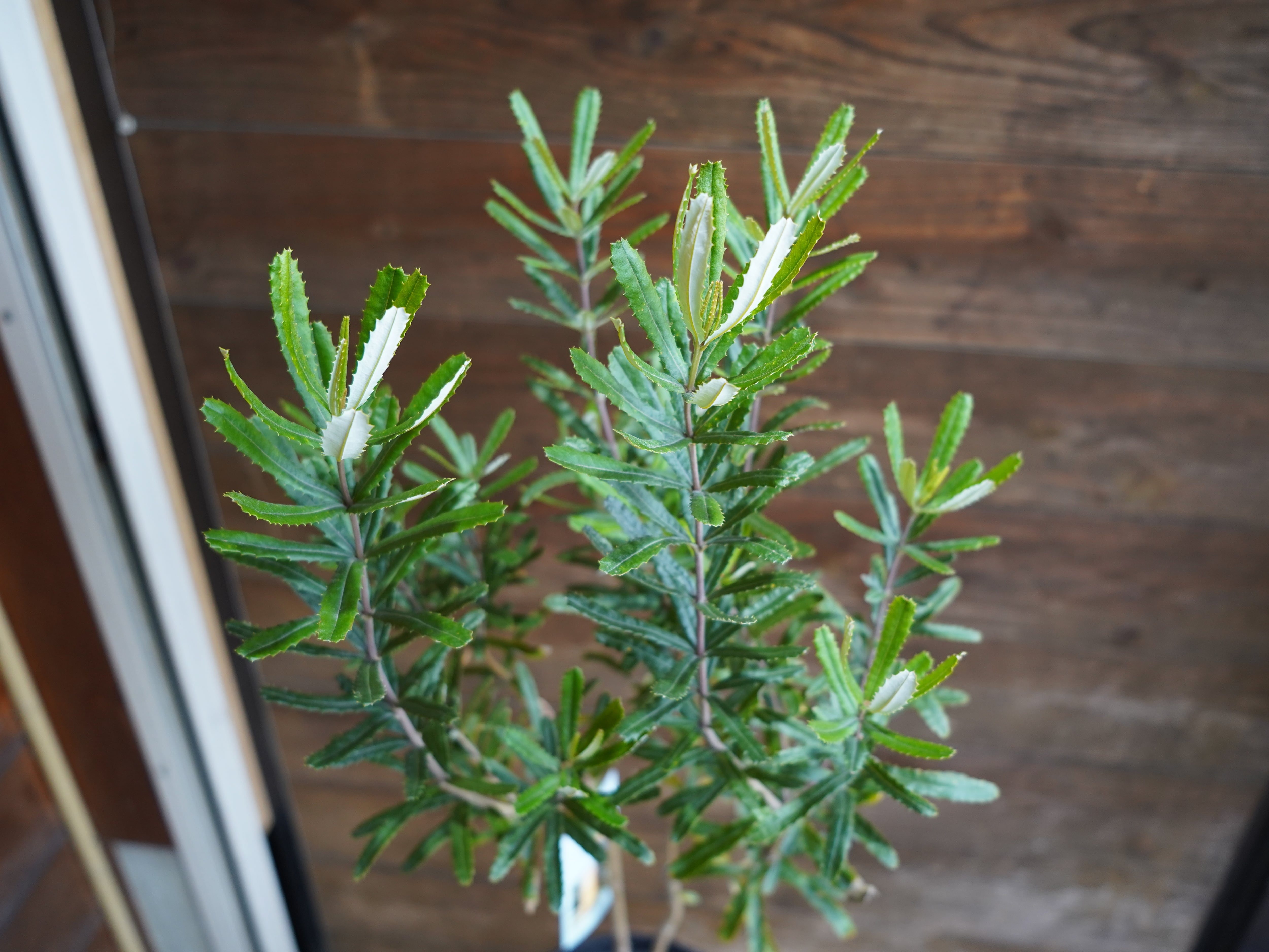 【現物】バンクシア　”セミヌダ”　A