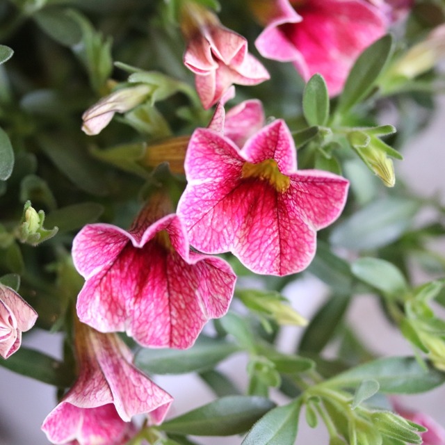カリブラコア　スィーツ　チェリーレース　暑さに強い　寄せ植えにオススメ、１ポットで豪華