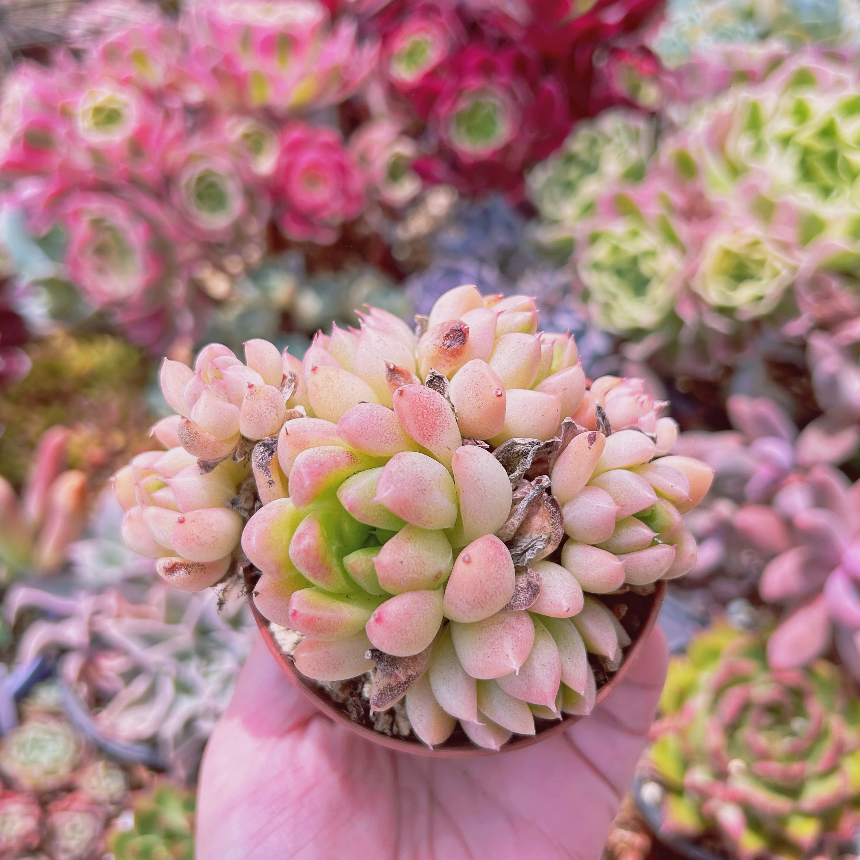 #2193現物　多肉植物　ピンクマルガン　特大　抜き苗