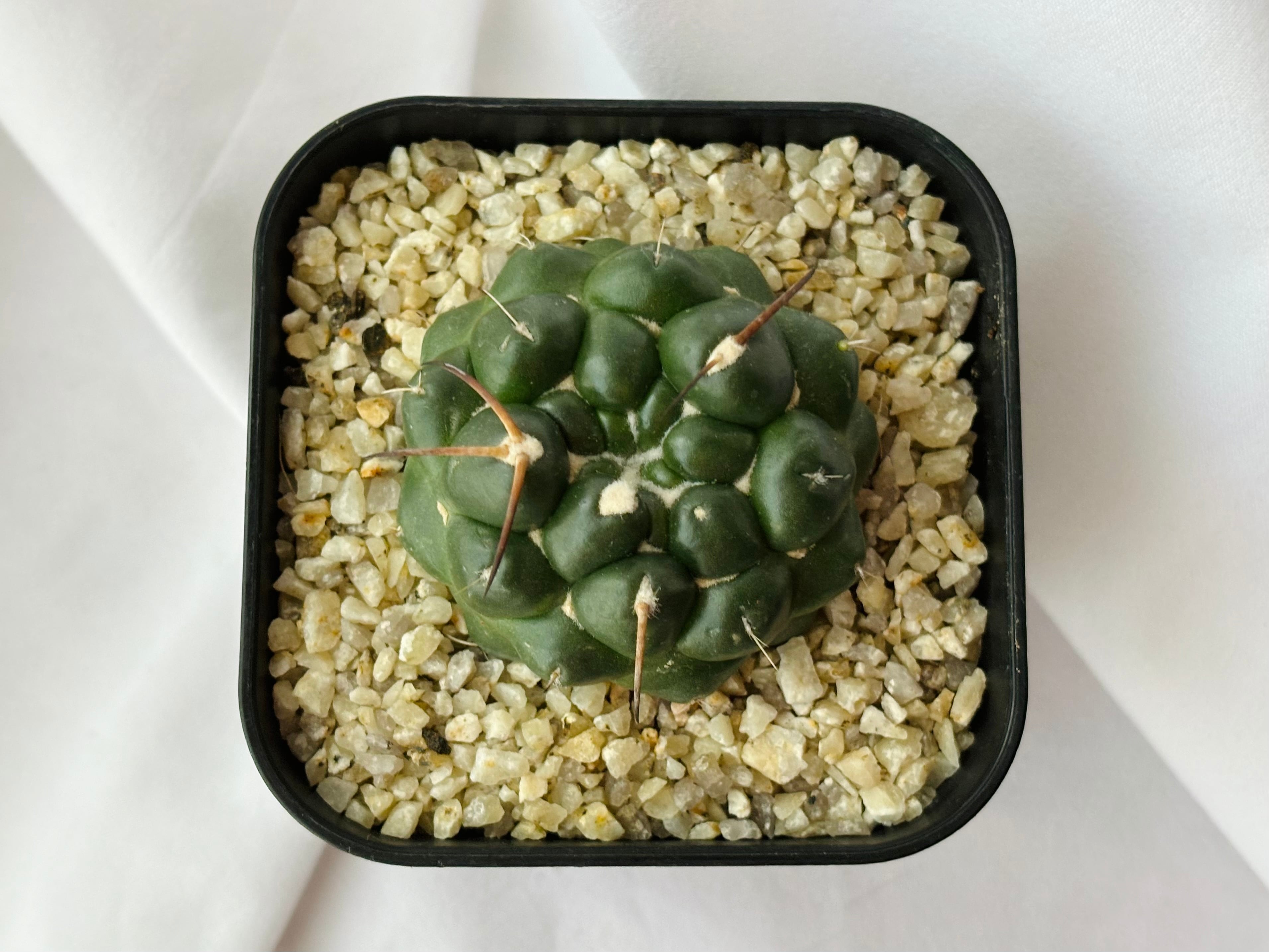 Coryphantha elephantidens コリファンタ 刺無象牙丸 サボテン