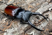《アローコクワ亜種リエン 71mm ♂♀♀トリオ》