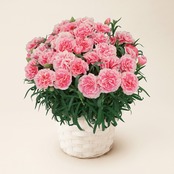 No.4 カーネーションティーパーティー