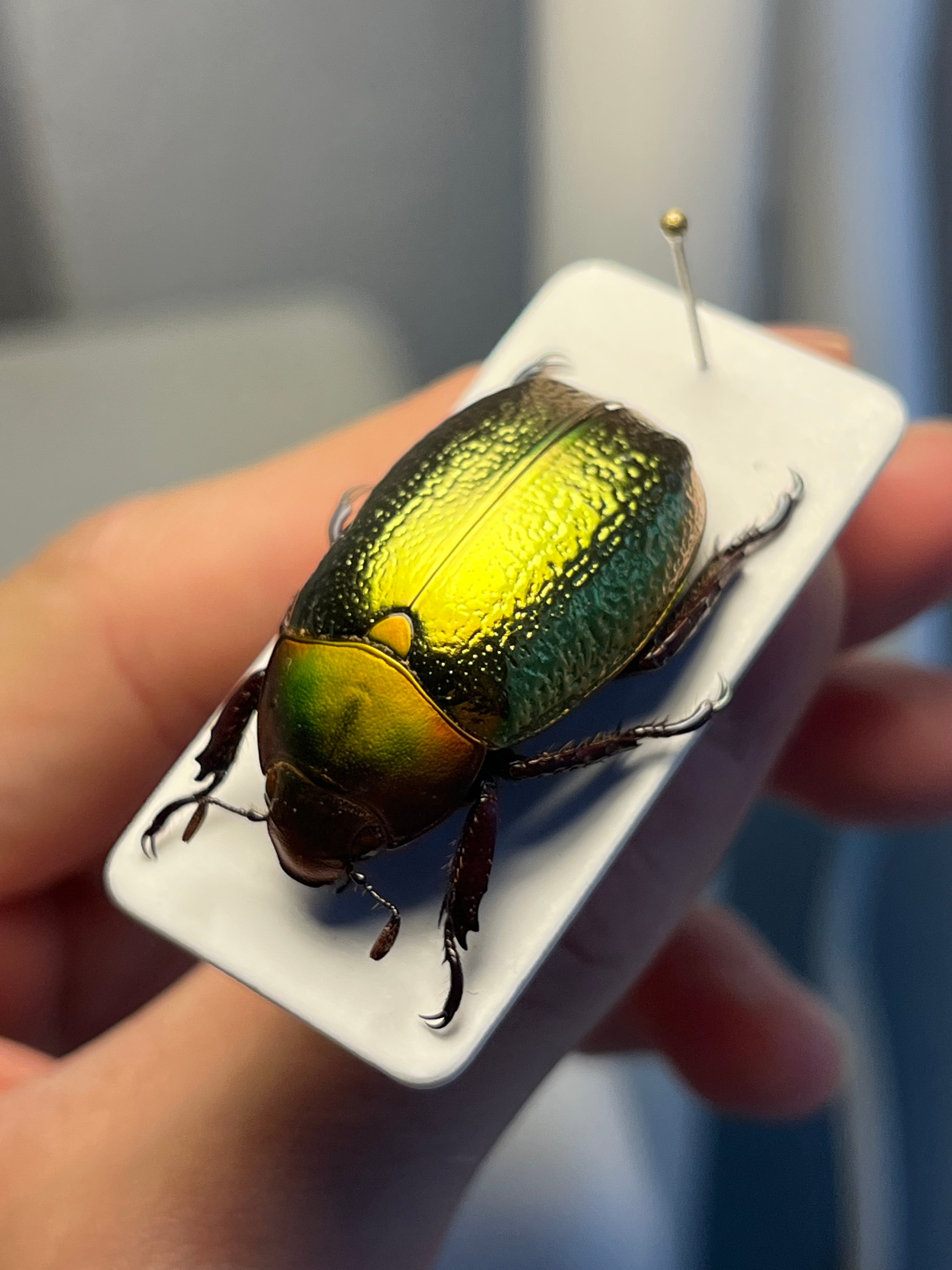 最新作】ボウカルディプラチナコガネ Chrysina boucardi GOLDform 頭が