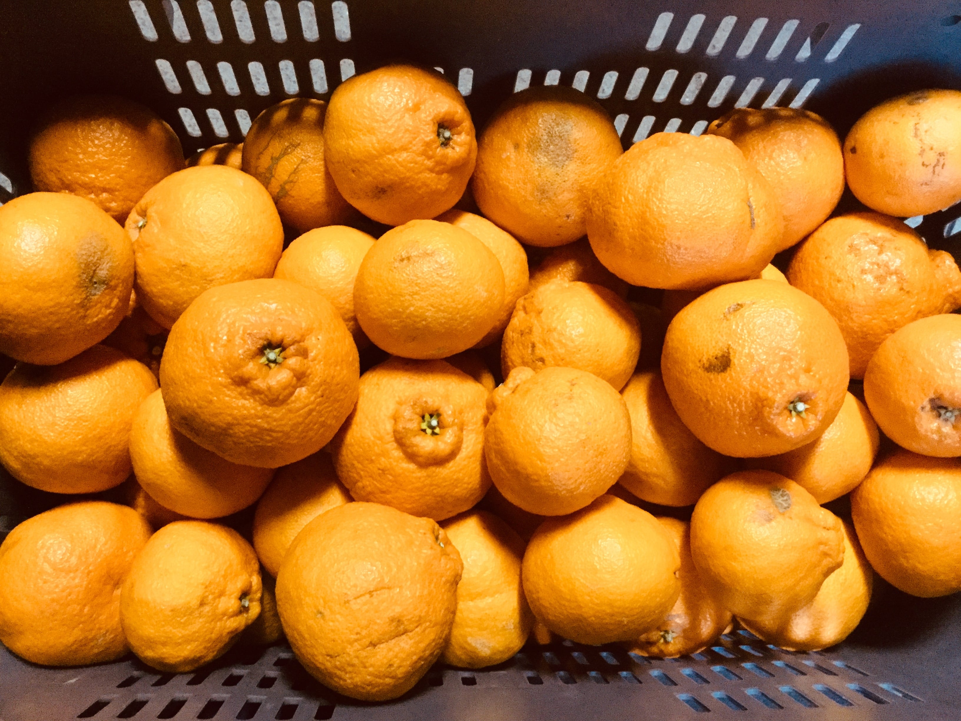 愛媛県産 不知火（別名デコポン） 家庭用 5Kg（発送サイズ80） | 木田