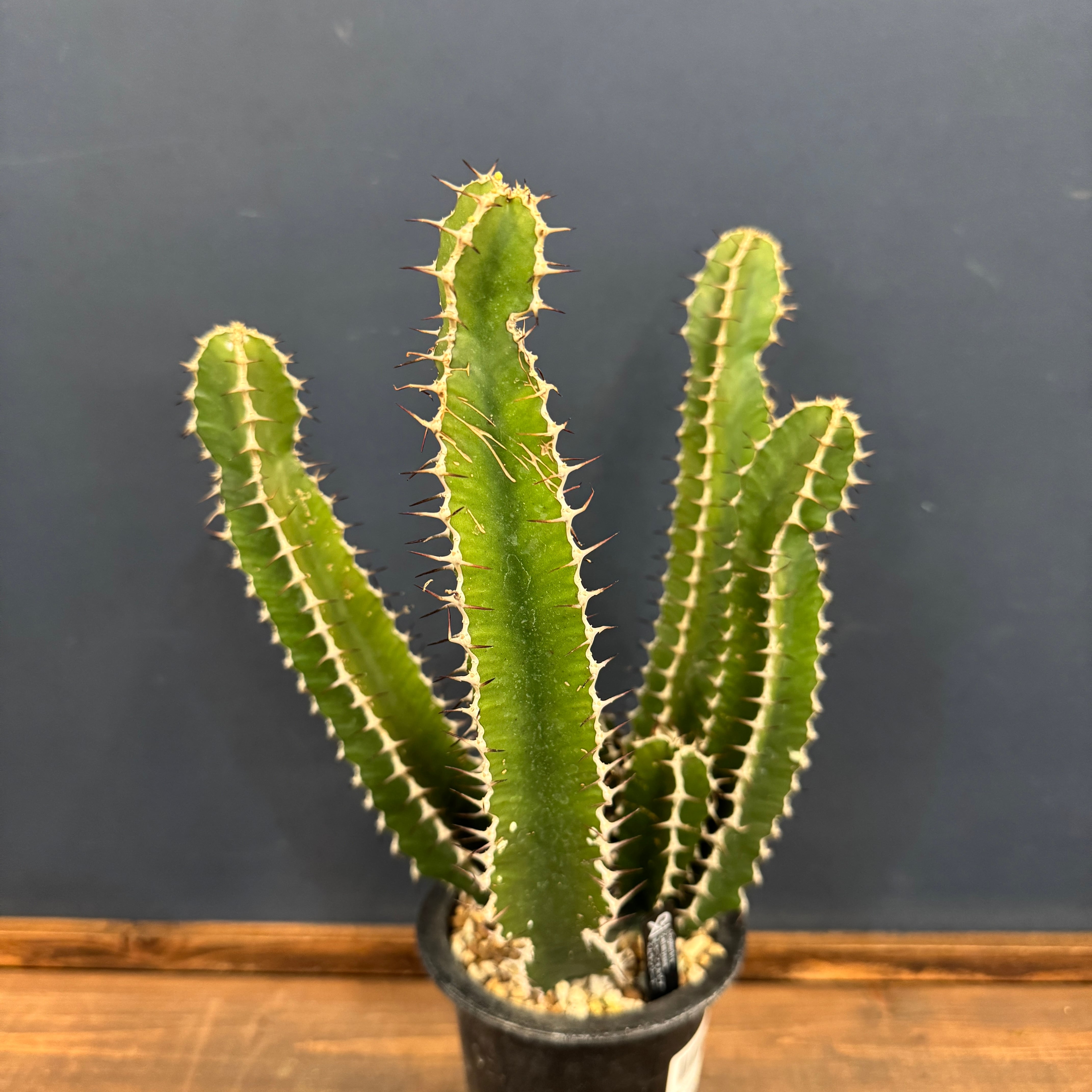 中型 塊根植物 ユーフォルビア ムランジーナ 塊根植物【一点物】ユーフォルビア・ムランジーナ / 幹幅約13cm×高さ