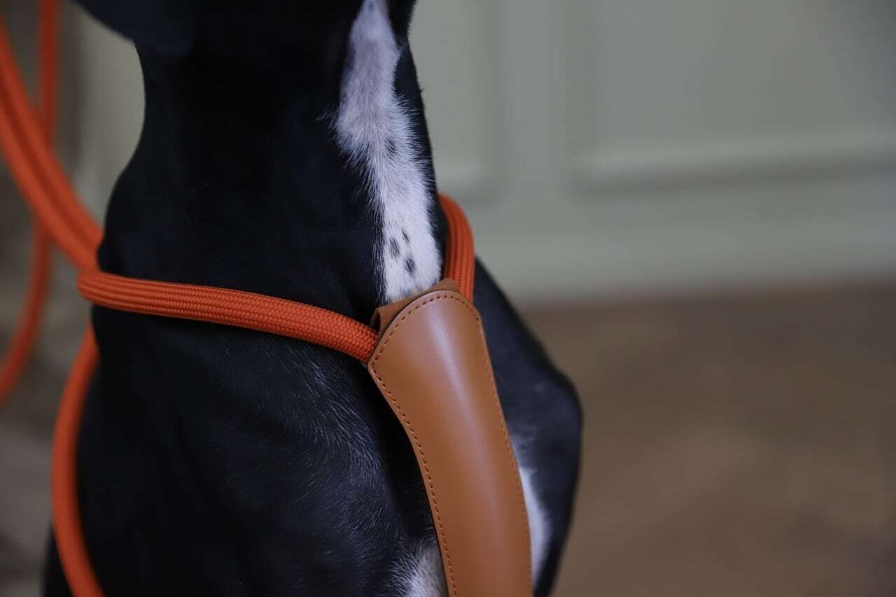 HOZI】エッセンシャルハーネス「Mサイズ」 | おしゃれなペットグッズ