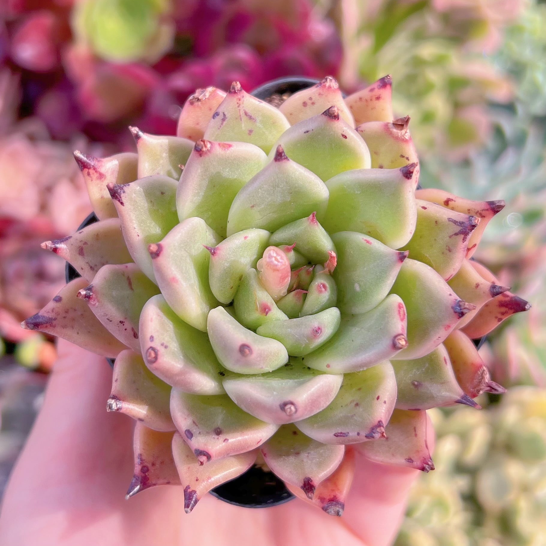 現品　ハロウィン#F039　るる農園