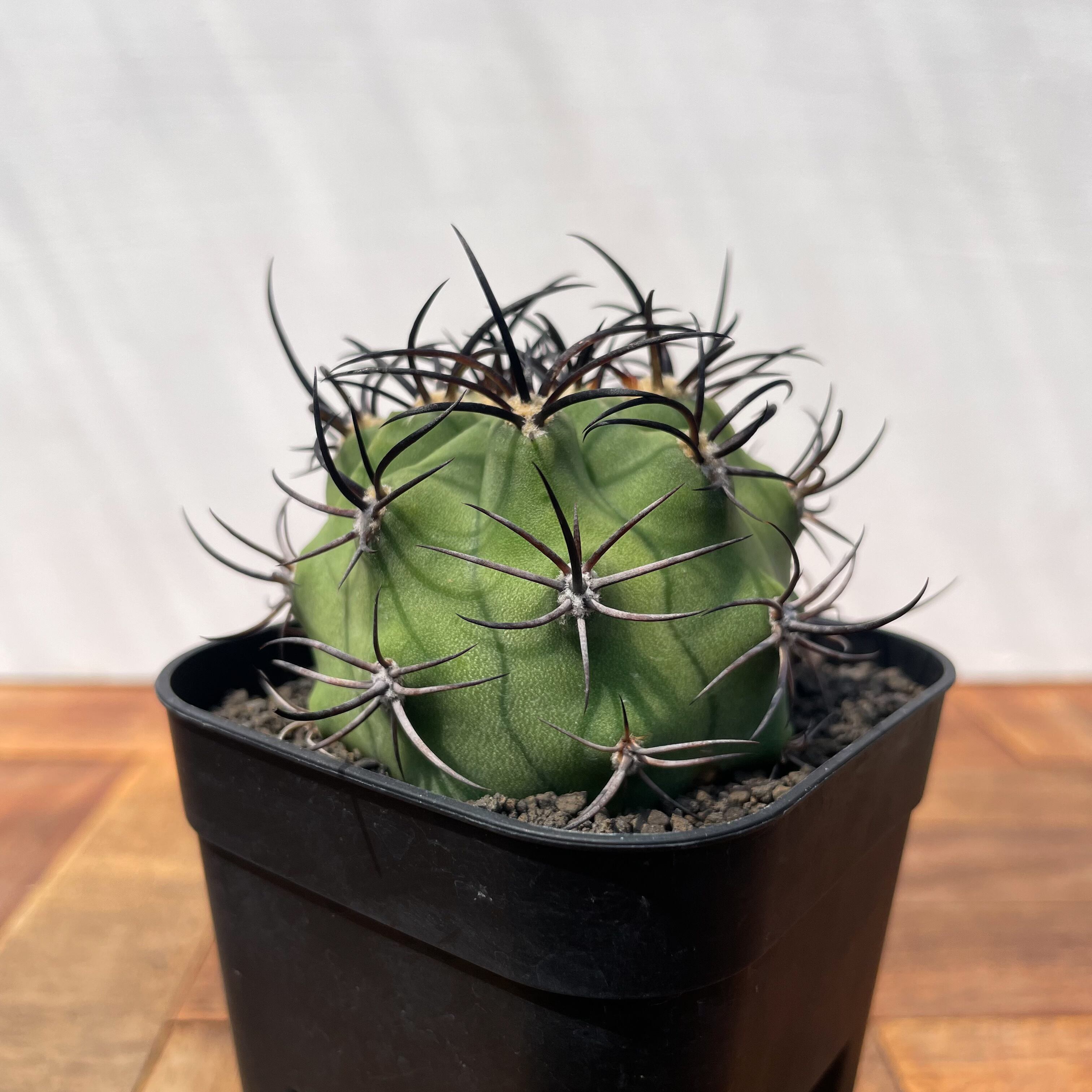 小物 eri Vivienne Westwood MAN（ヴィヴィアンウエストウッドマン）の