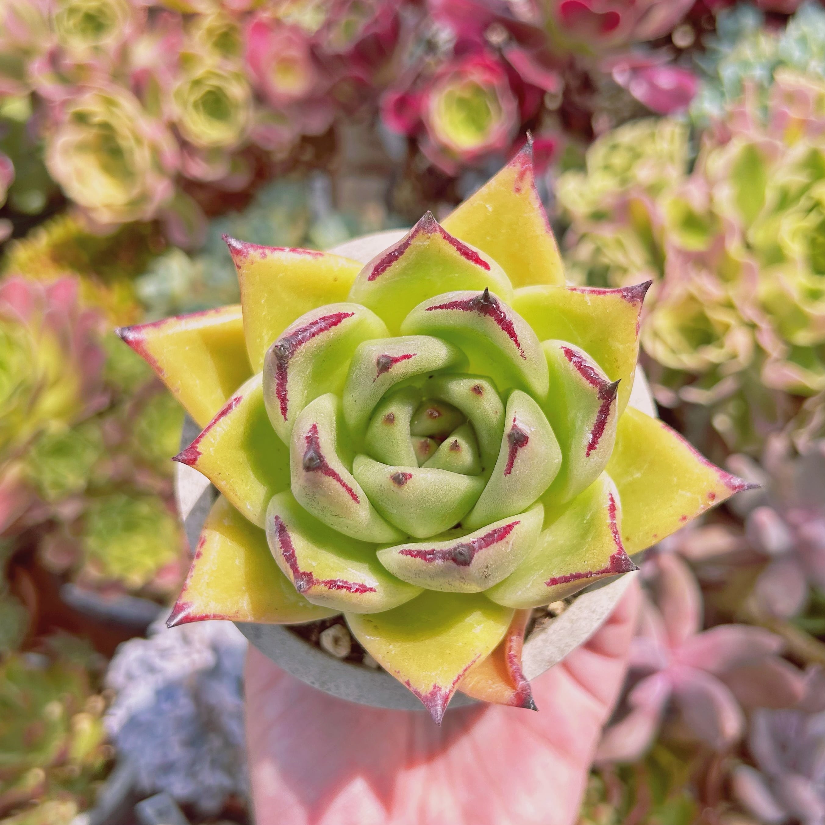 #779現物　多肉植物　黄壇　特大　抜き苗