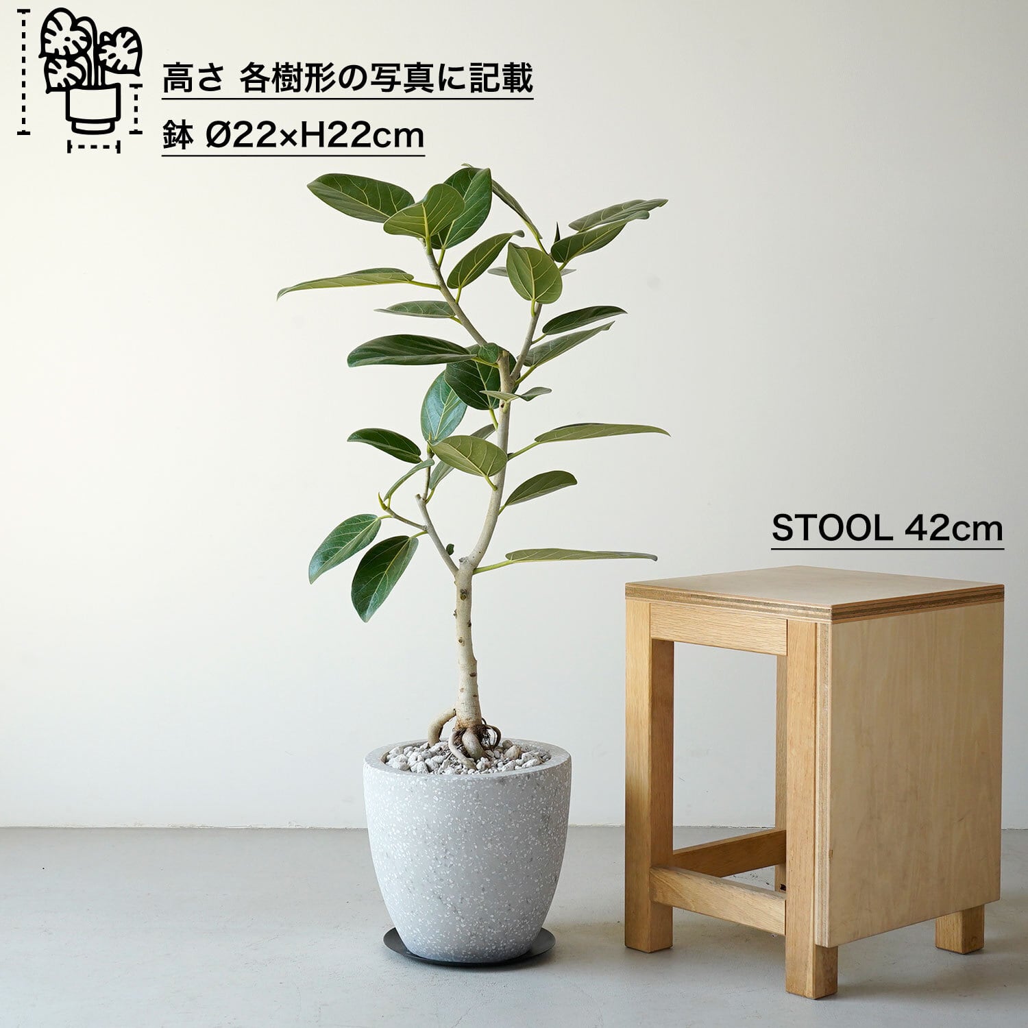 観葉植物　フィカス・ベンガレンシス　高さ175cm NODERIUM | フィカス ベンガレンシス Lサイズ｜【公式】ACTUS online