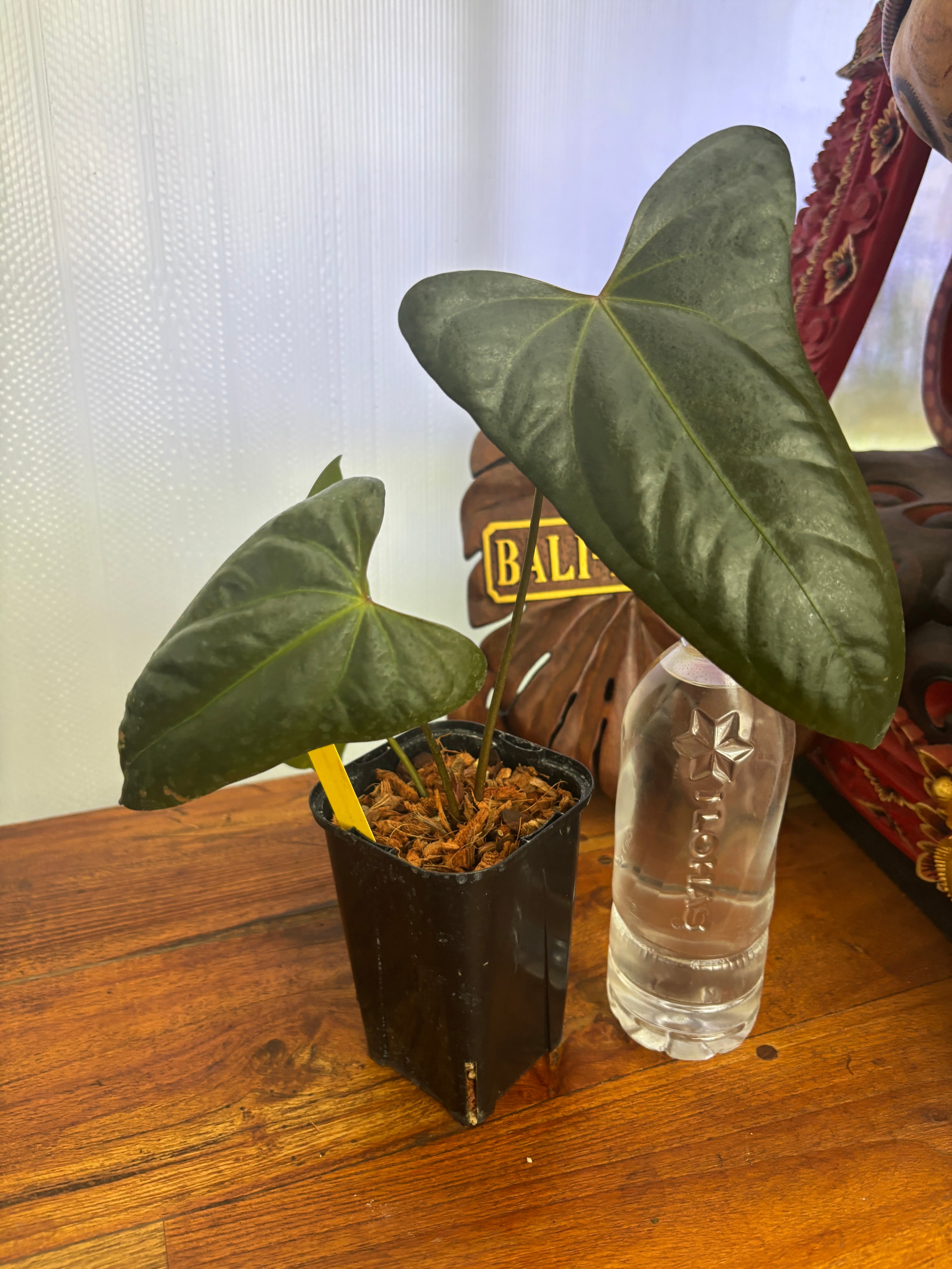 Anthurium | BALI-AN 園芸