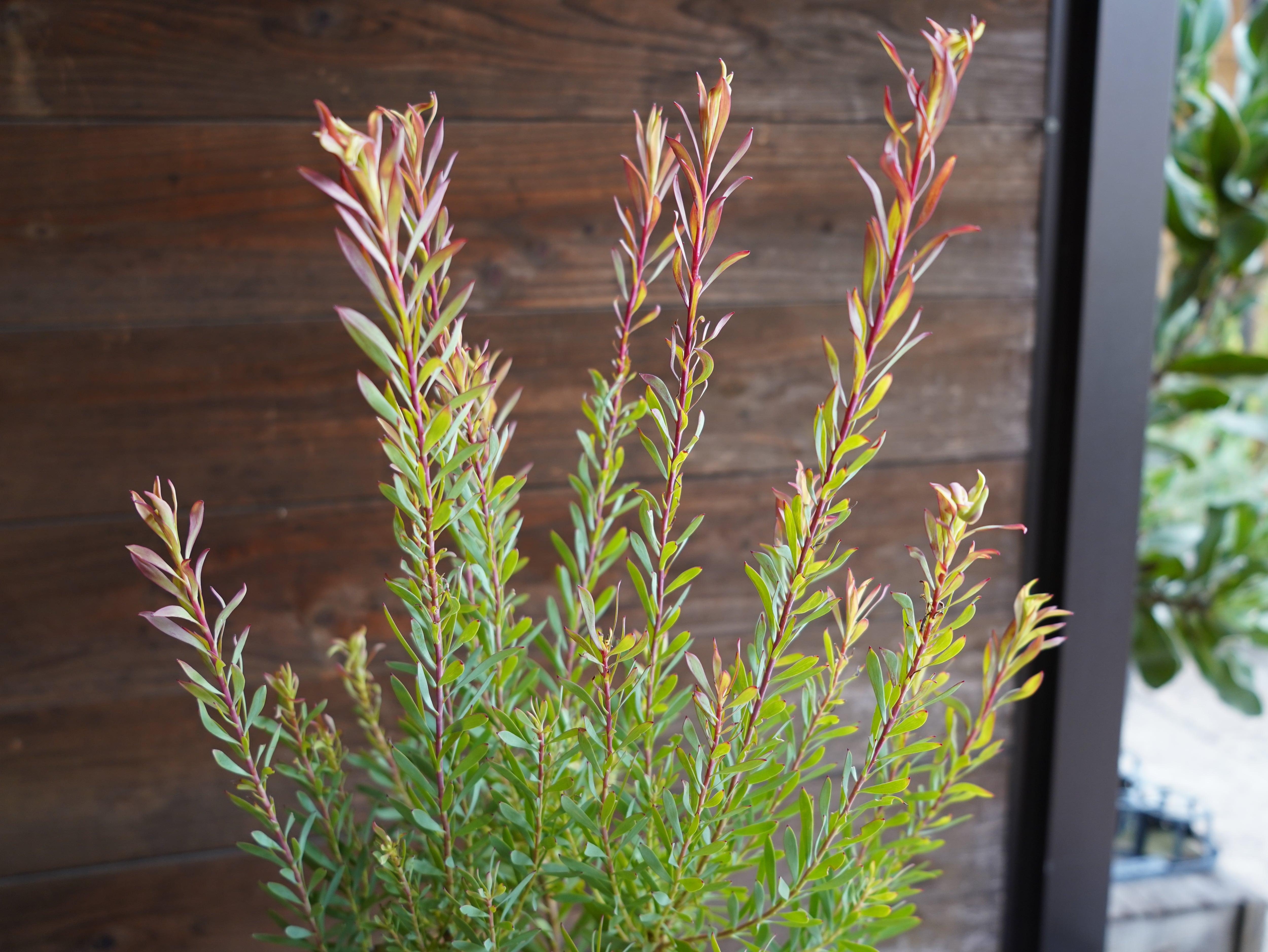 【現物】リューカデンドロン　”Harlequin”