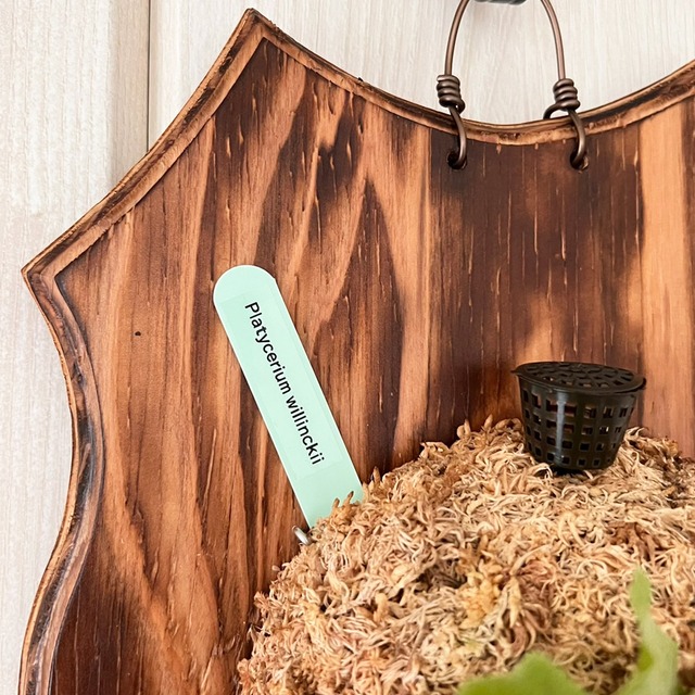 ビカクシダ ウィリンキー 板付 【観葉植物 室内 コウモリラン】