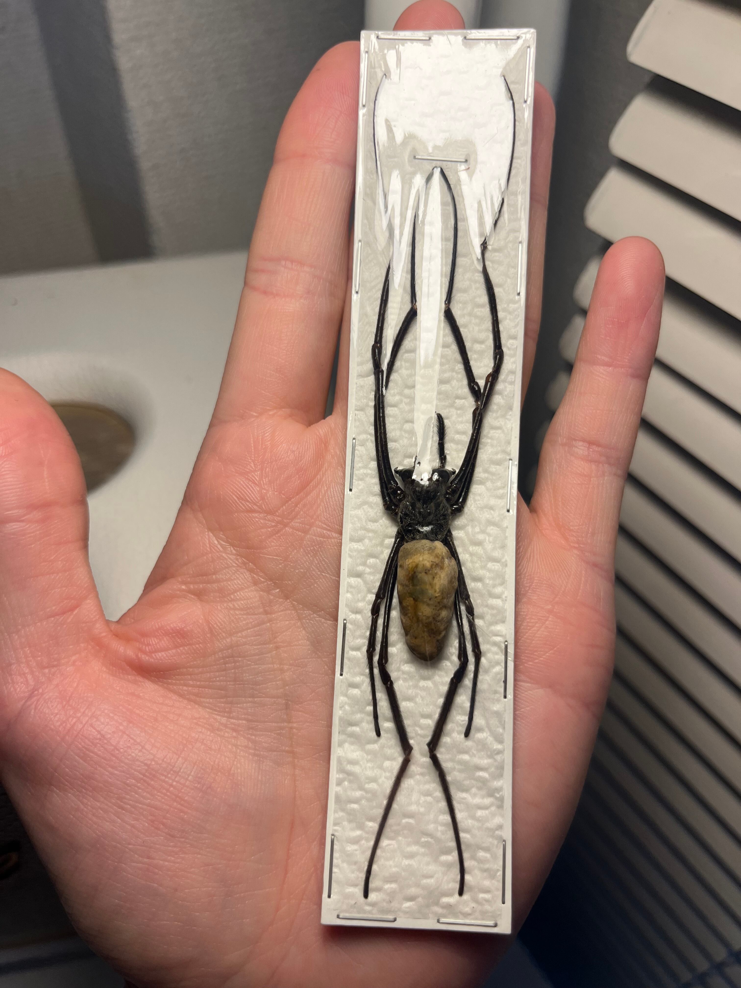 25mm】アカモンアラメムカシタマムシ ロエイ アラモンアラメムカシ