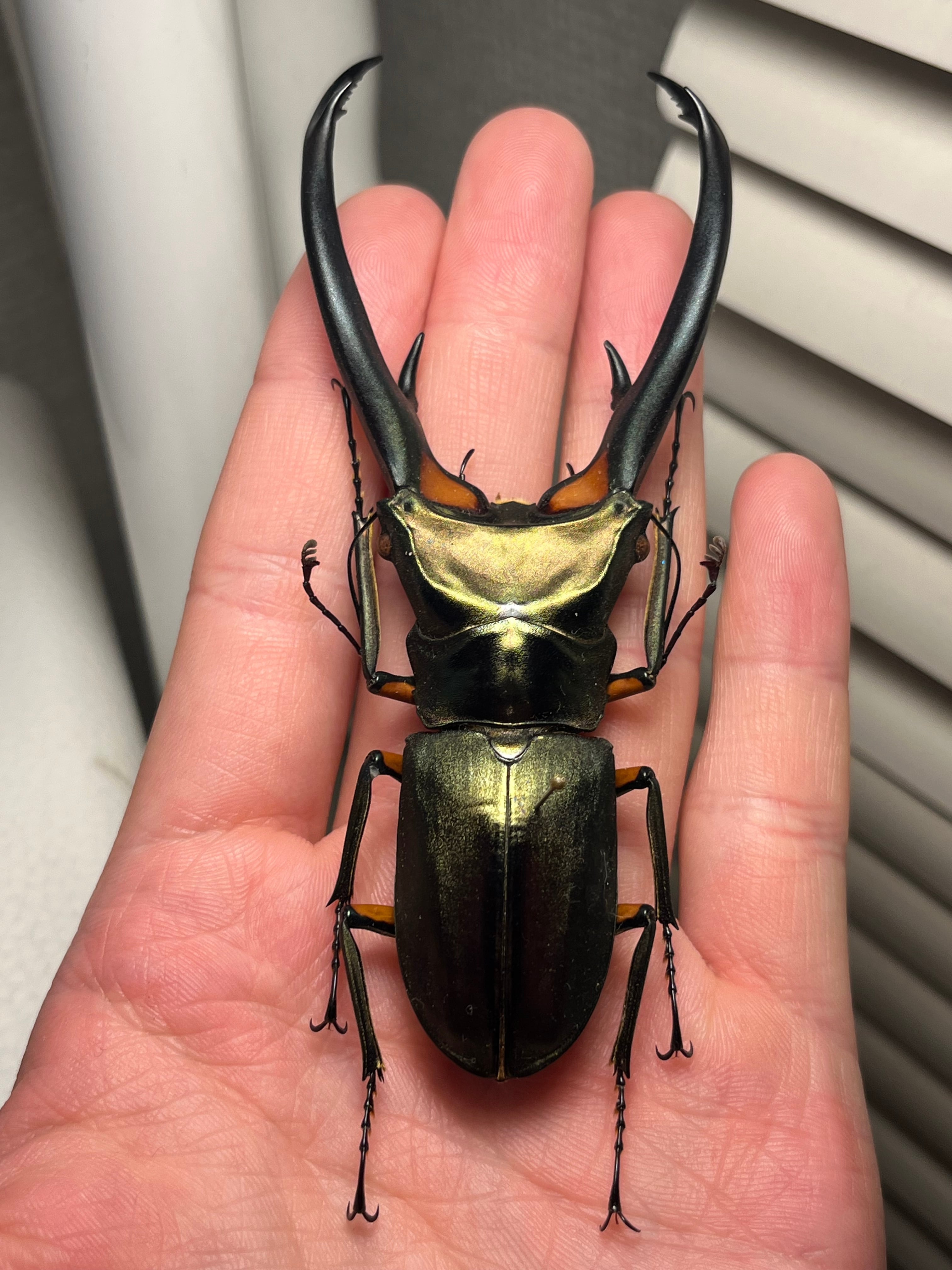102mm】エラフスホソアカクワガタ Cyclommatus elaphus 紅鹿細身赤鍬形