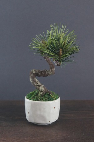 盆栽 松 Pinetree Bonsai #74