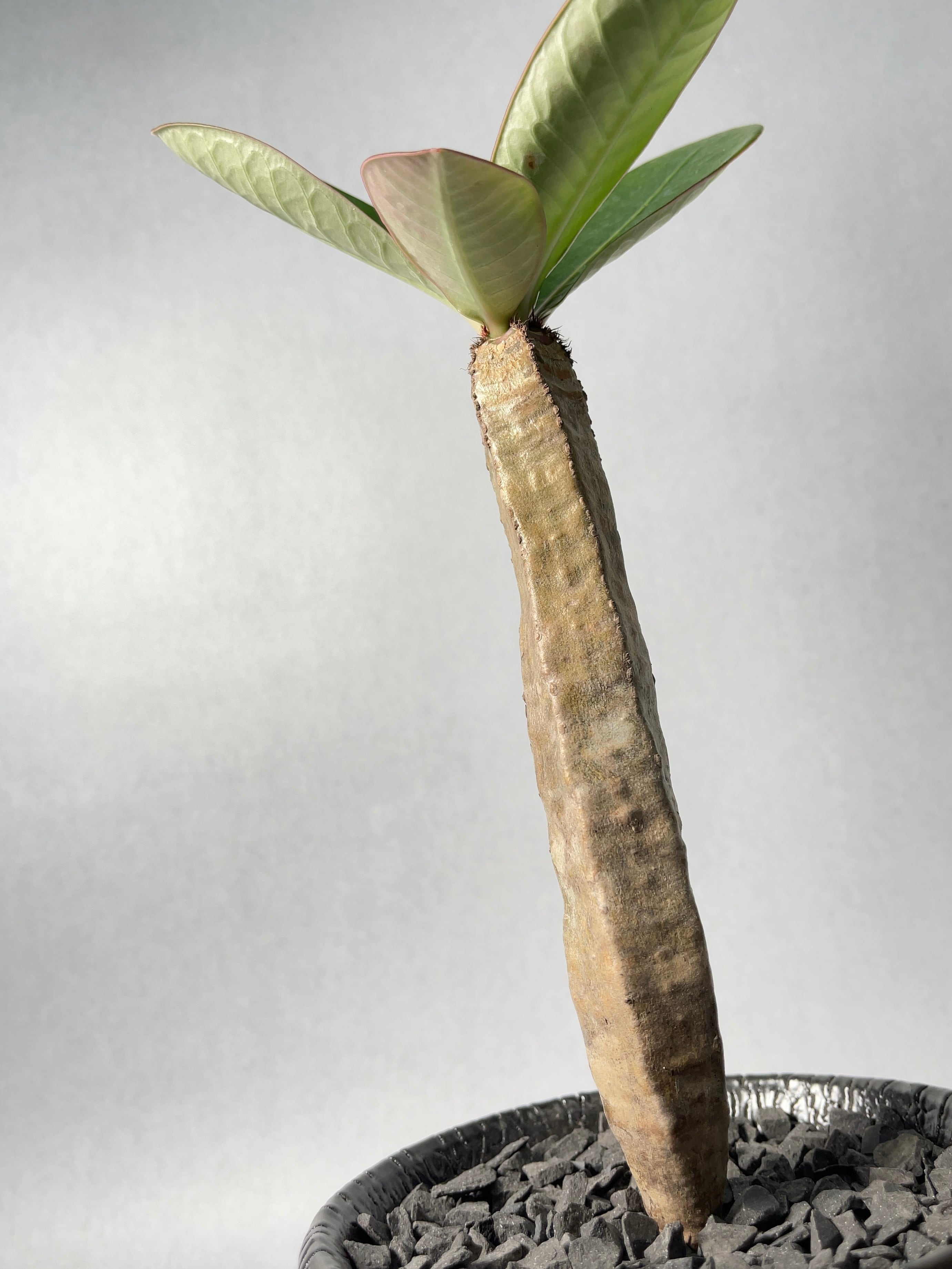 ユーフォルビア・ネオフンベルティ | trigger