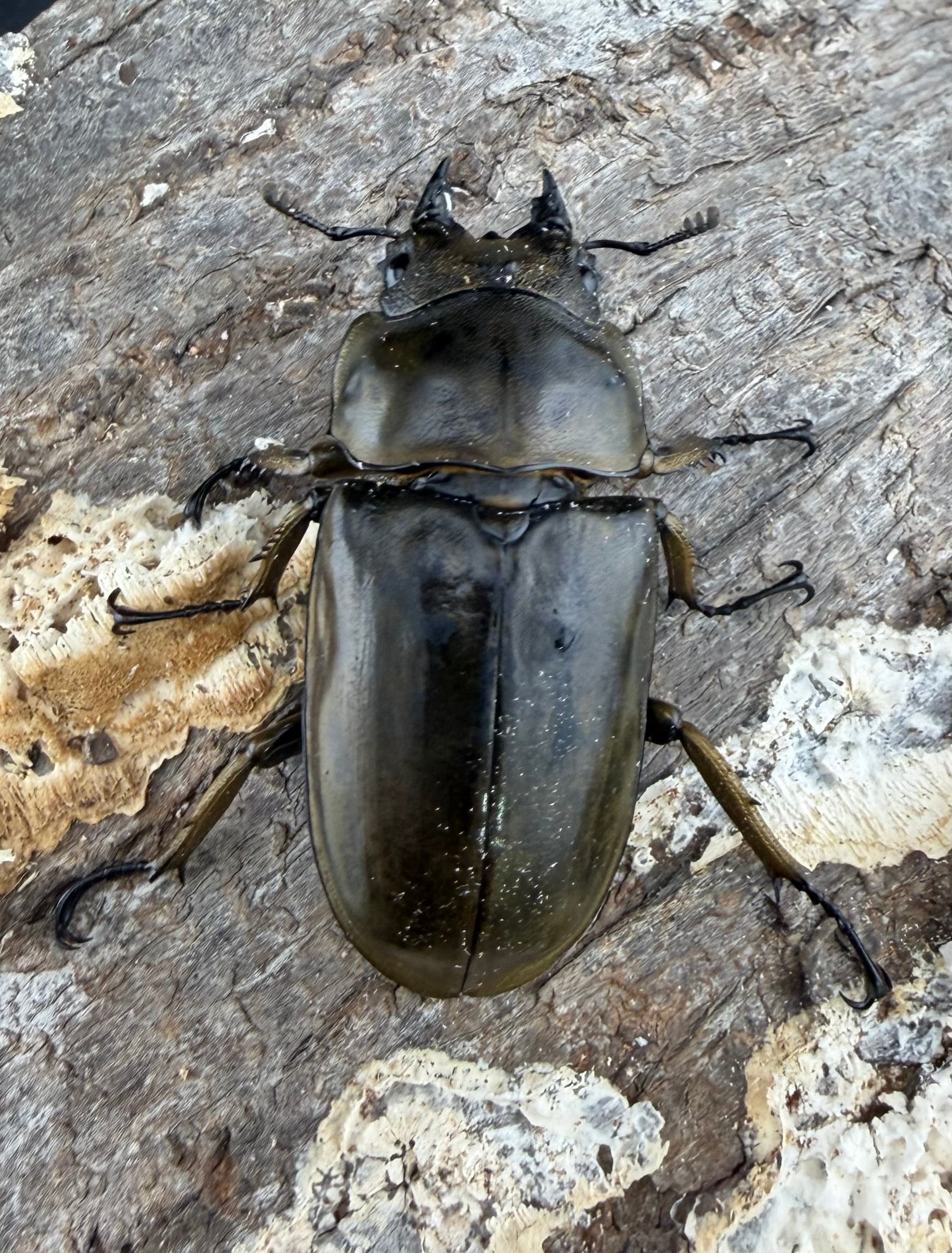 F0】《ローゼンベルグオウゴンオニクワガタ 71mm ペア》 | KPW公式