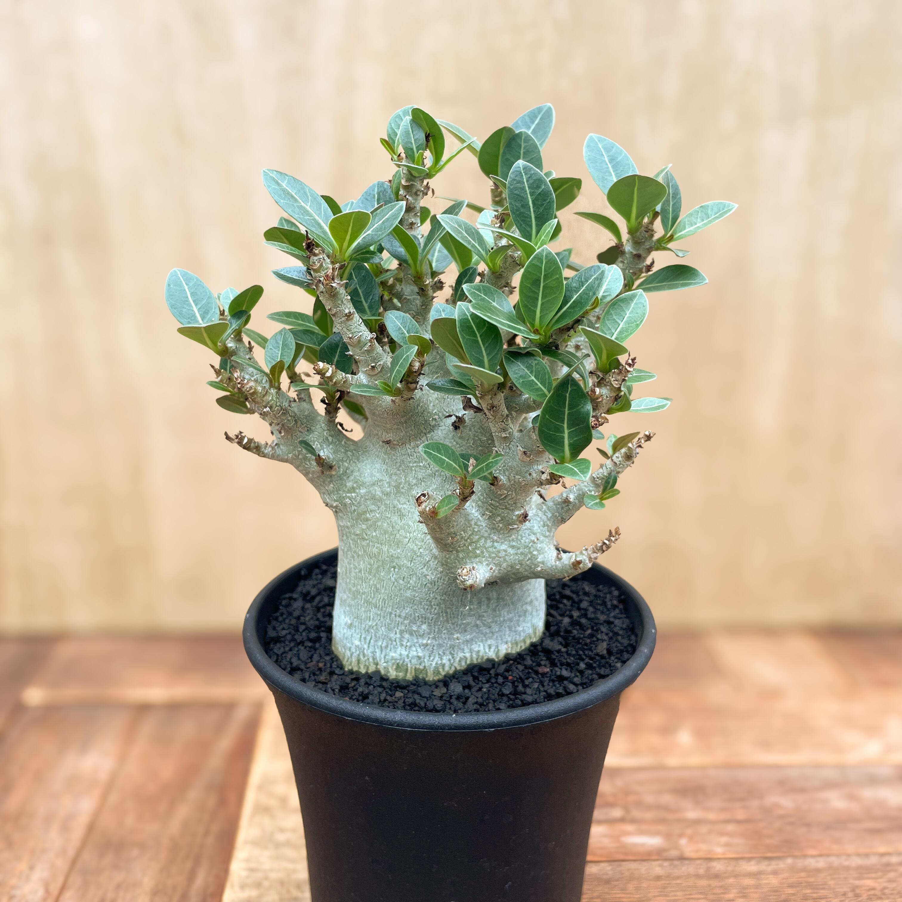 Adenium | RIMO'S GREEN 【Saboten & Succulent】