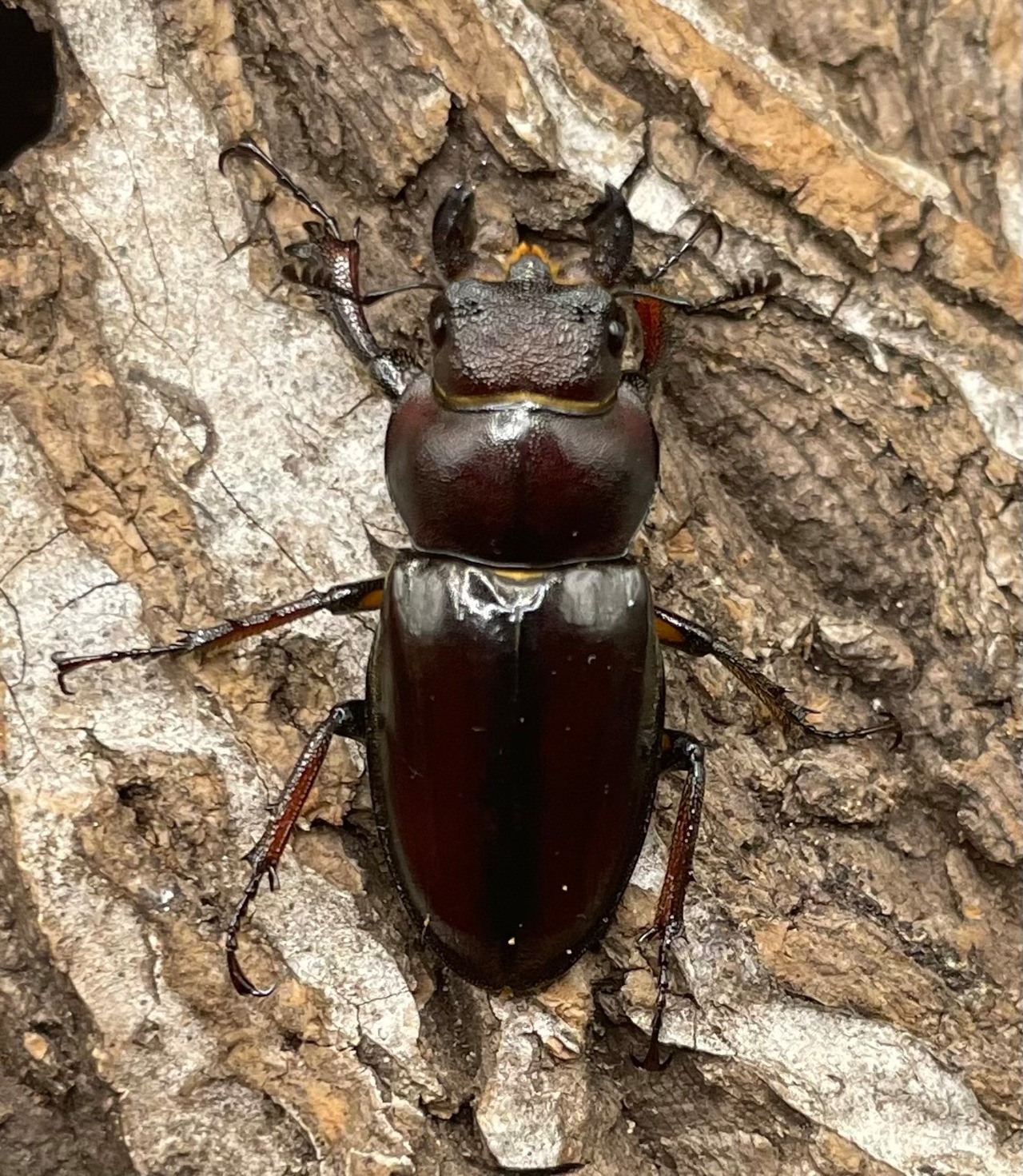 【WD】《ヒメミヤマクワガタ大陸亜種continentalis 49mm ペア》