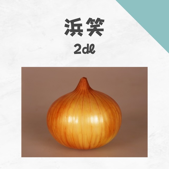 浜笑　タマネギ種子・2dl