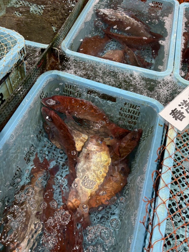 朝獲れ直送！氷見のマイワシ｜脂がのって今が旬｜AM3時までのご注文で当日出荷