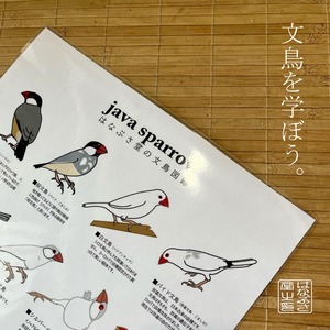 A3判【はなぶさ堂の文鳥図録】ラミネートポスター