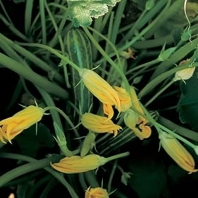 ズッキーニ | みらいのたね EnYuKan