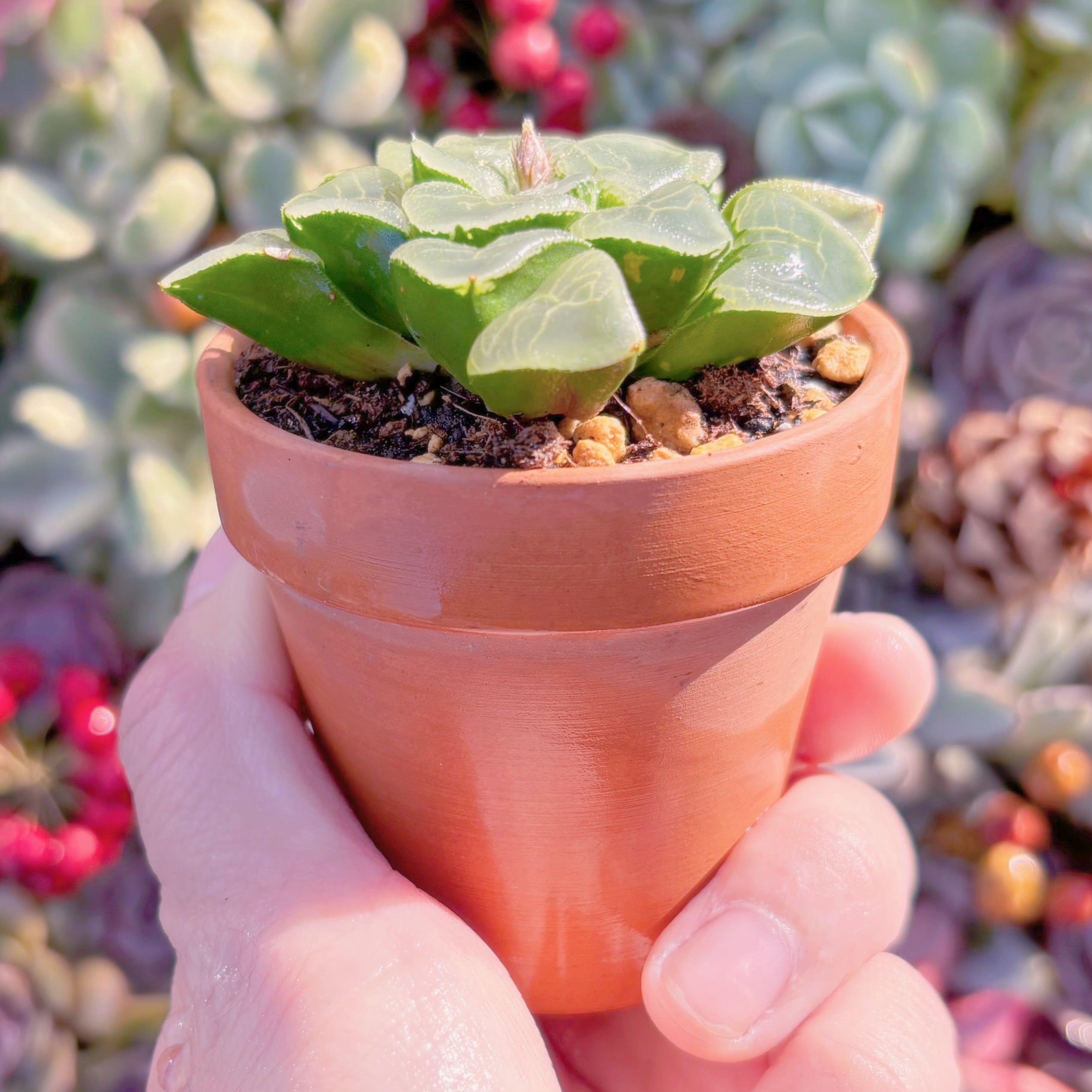 82a 多肉植物 ハオルチア　温玉コレクタ　自家繁殖　鉢植え発送 多肉植物 コレクタ 新入荷 るる農園 | るる農園~多肉植物専門