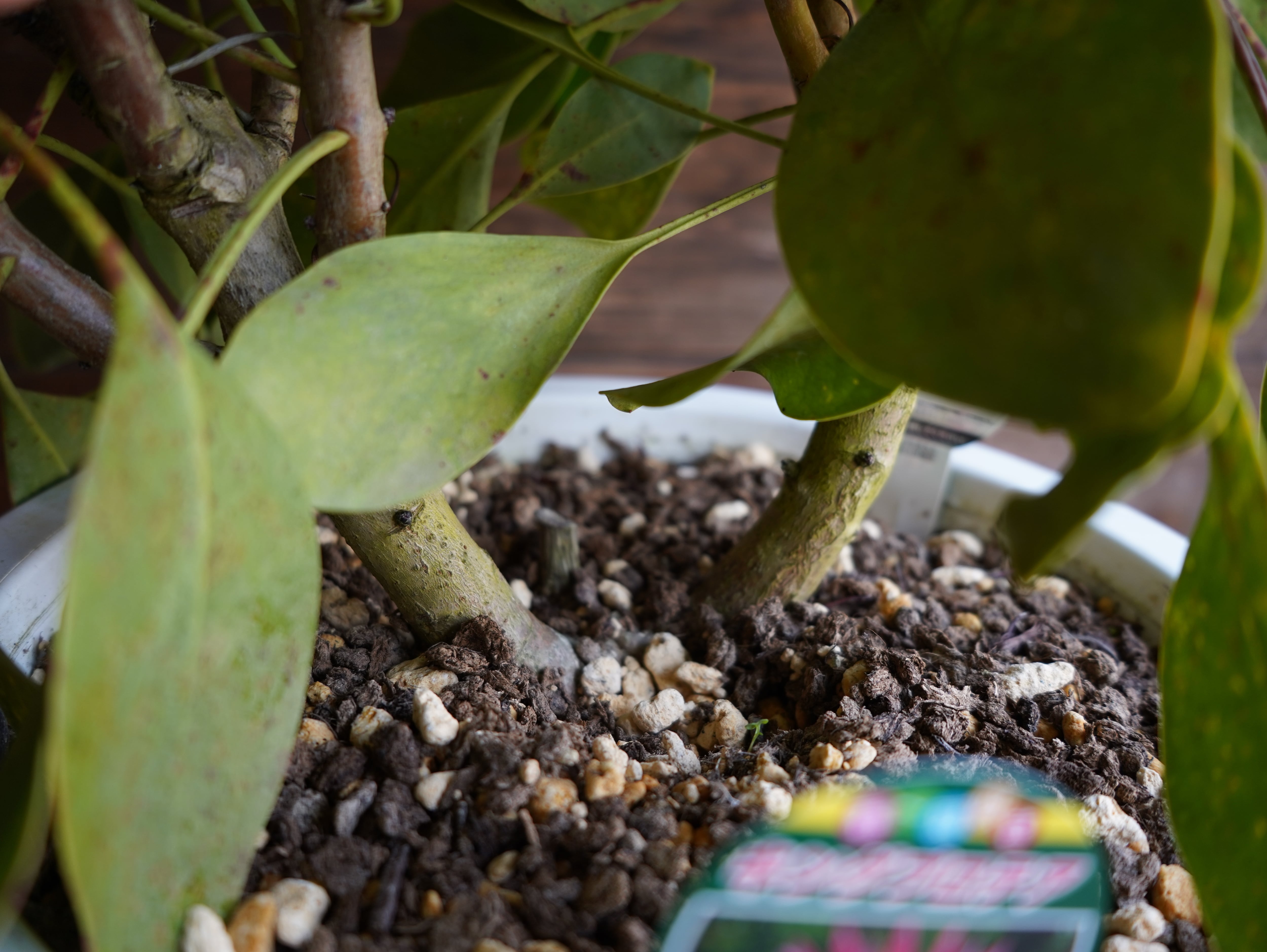 【現物】プロテア　シナロイデス　１０号