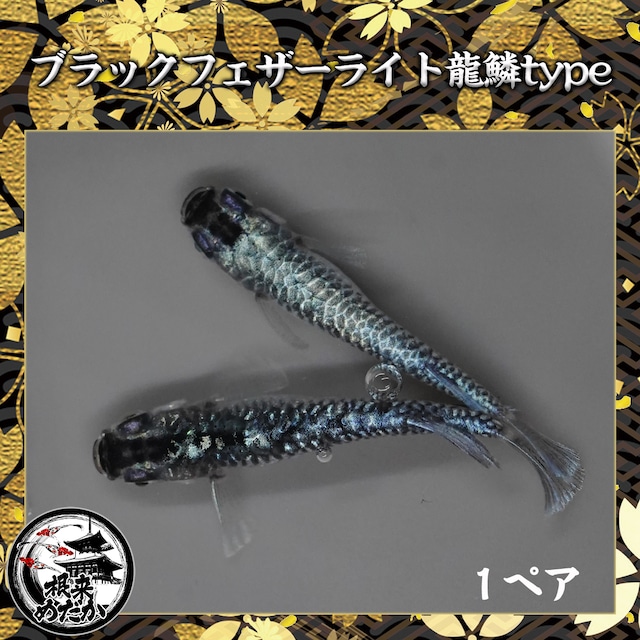 【1ペア】ブラックフェザーライト龍鱗type