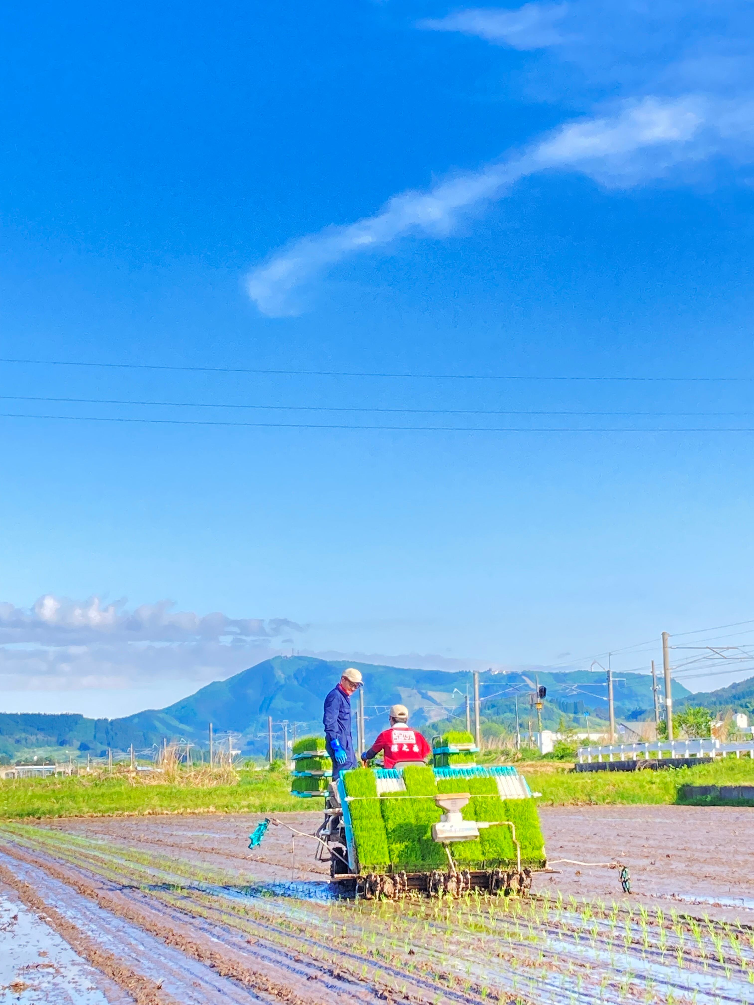定期便　毎月1回お届け　青森米【はれわたり】白米10kg