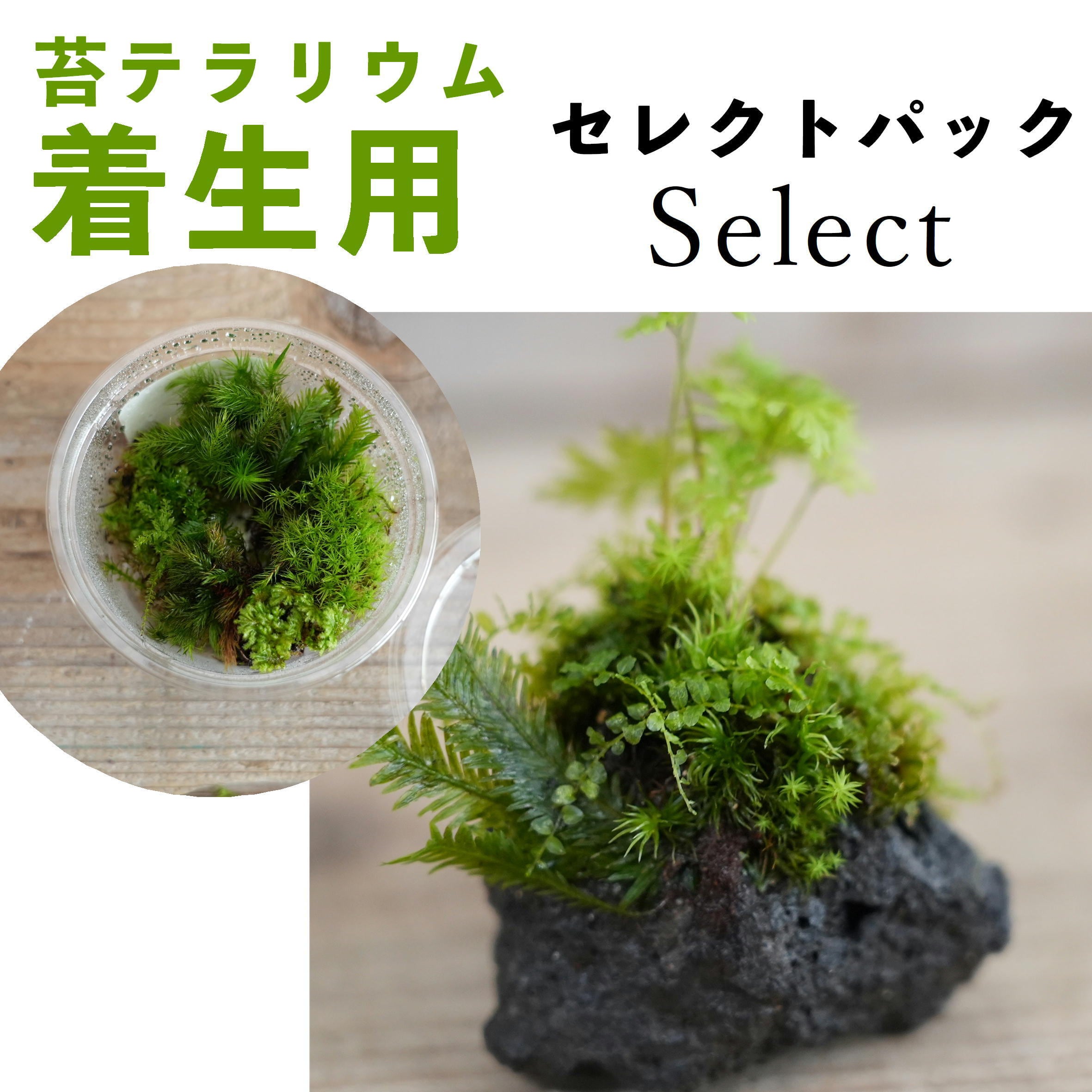 素材苔パック | 苔テラリウム専門ショップ道草