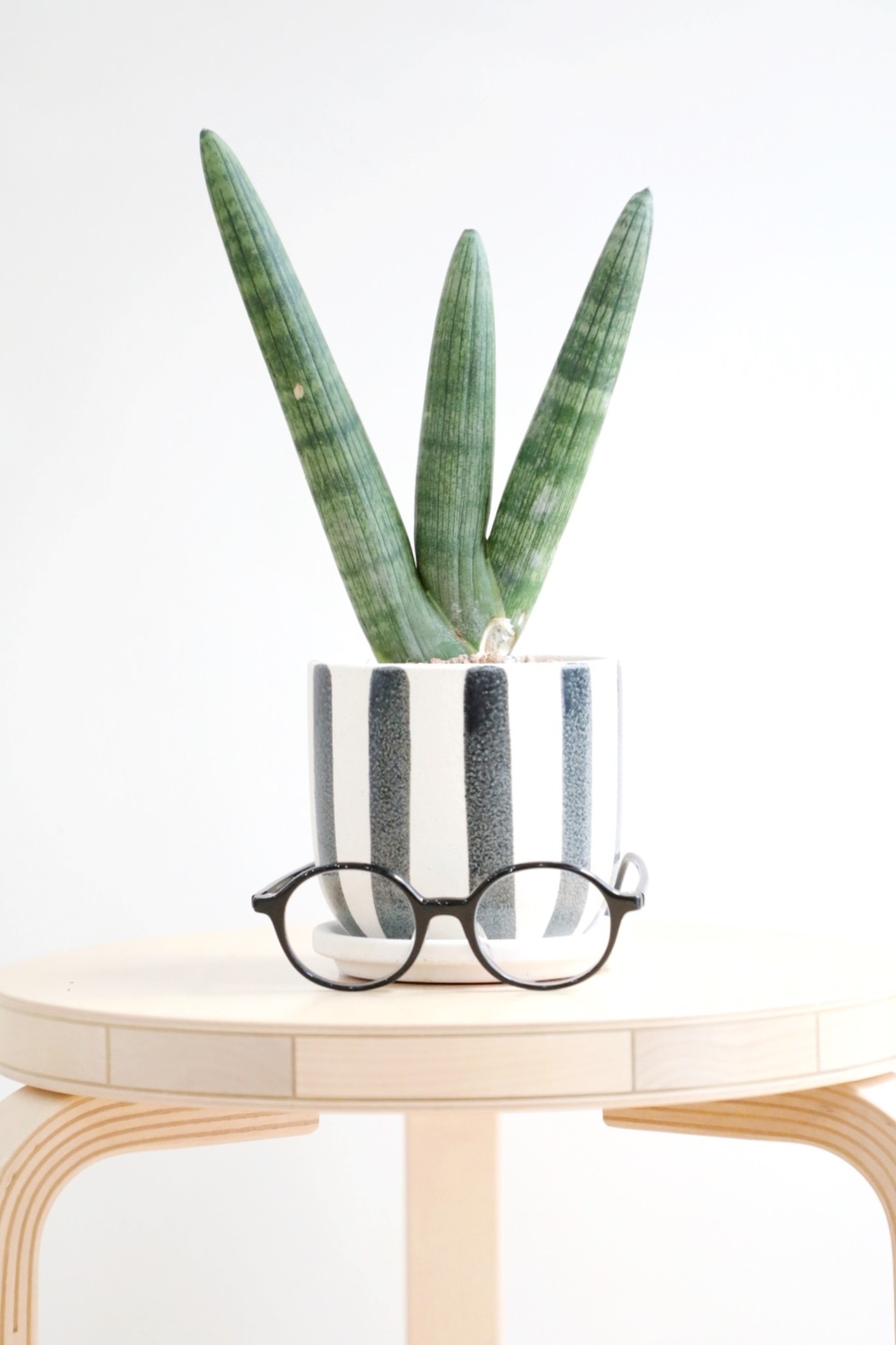 【S】サンスベリア ボンセレンシス/Sanseveria