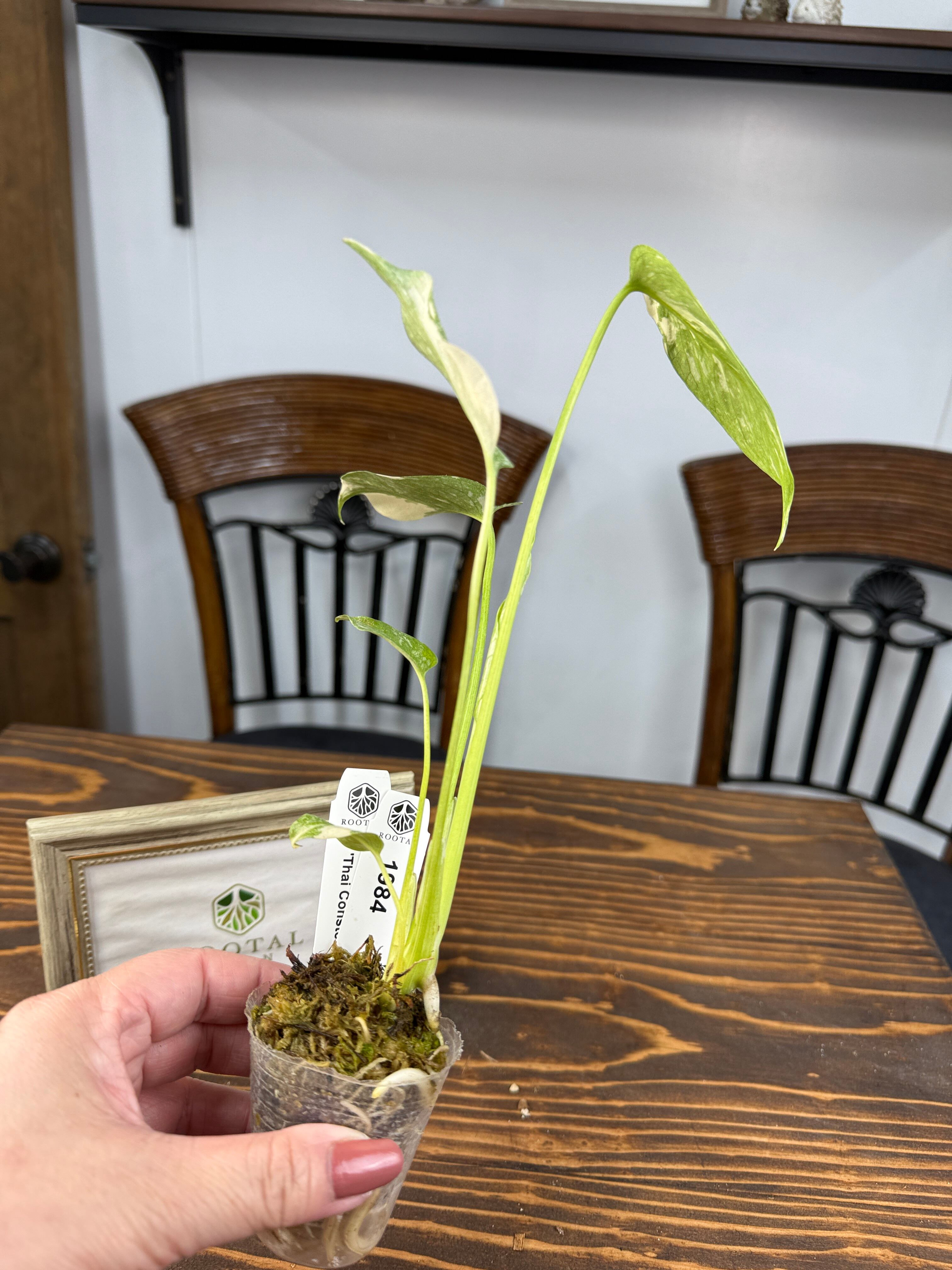 ☆1984 モンステラ デリシオーサ タイコンストレーション（口径5