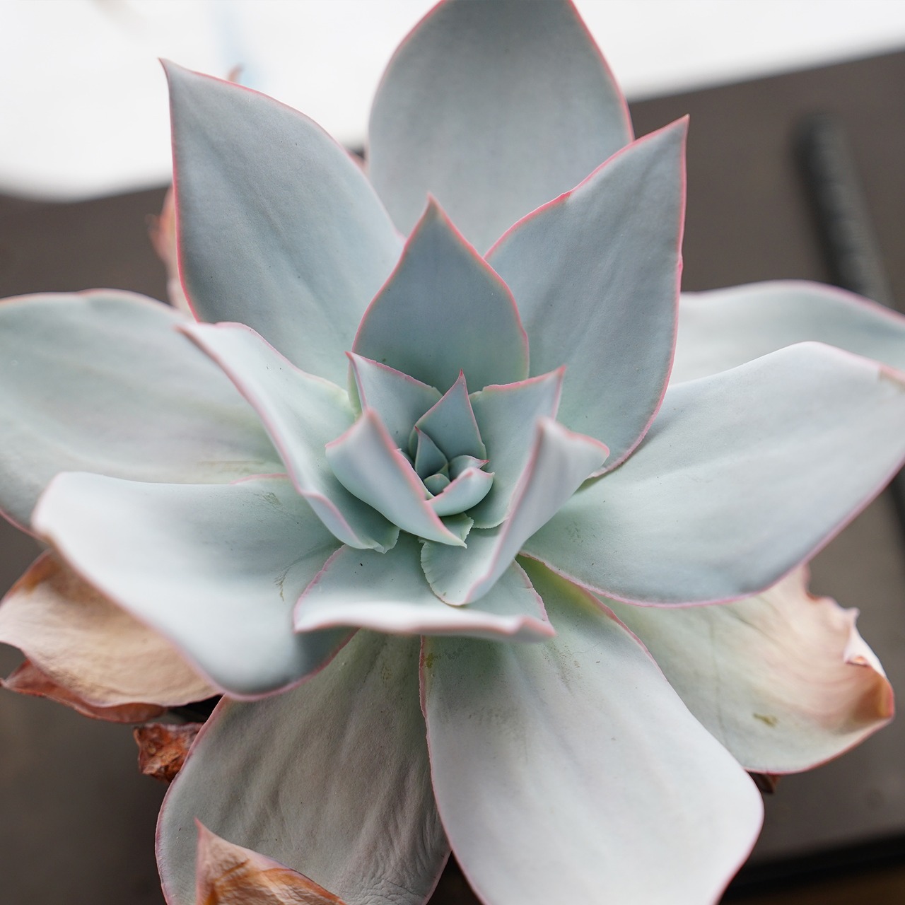 【PREMIUM】抜き苗 カンテ LED管理美苗 Echeveria cante