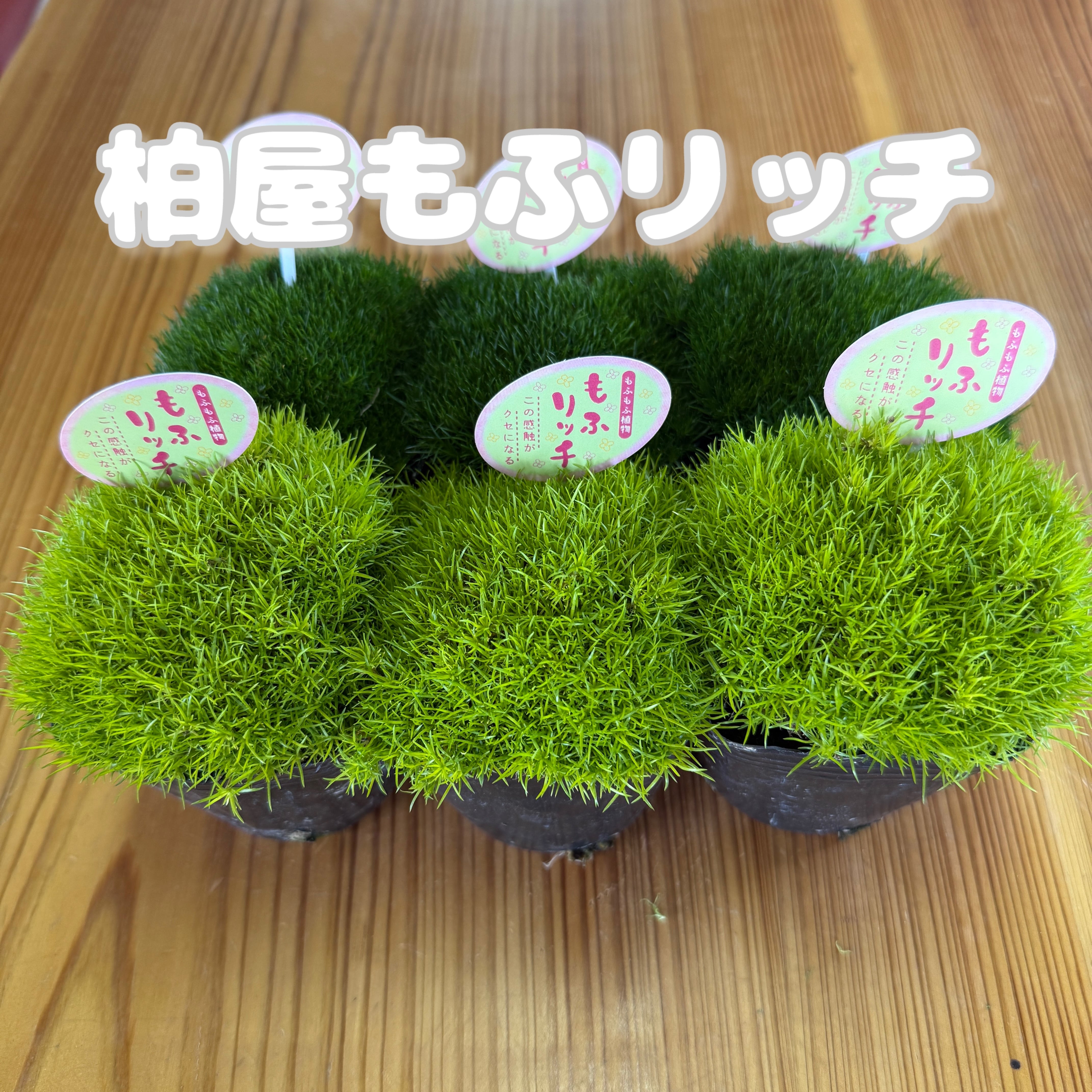 もふリッチ　サギナ　6個セット