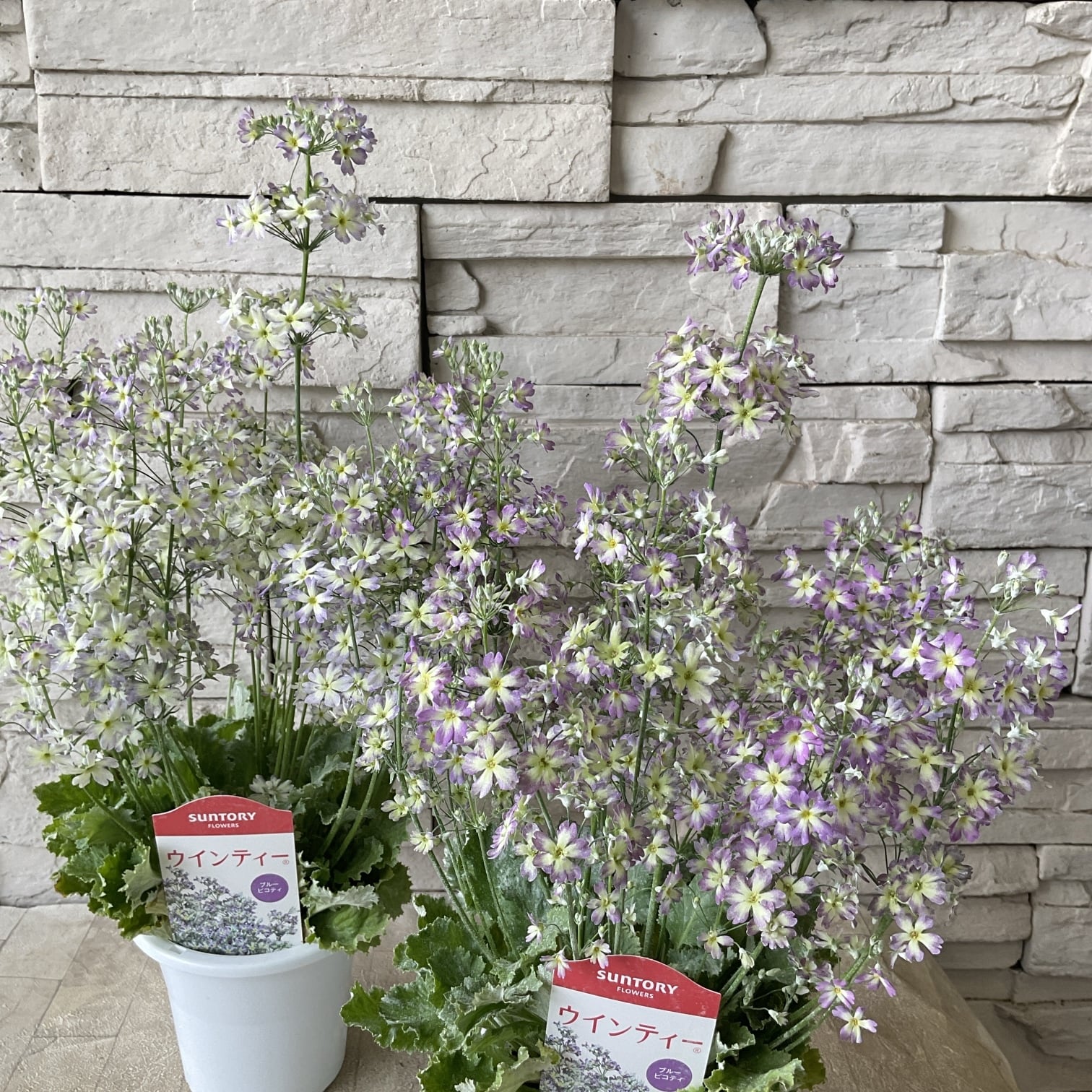 送料無料】ユーカリ ポポラス 8寸鉢 | 橋本種苗園