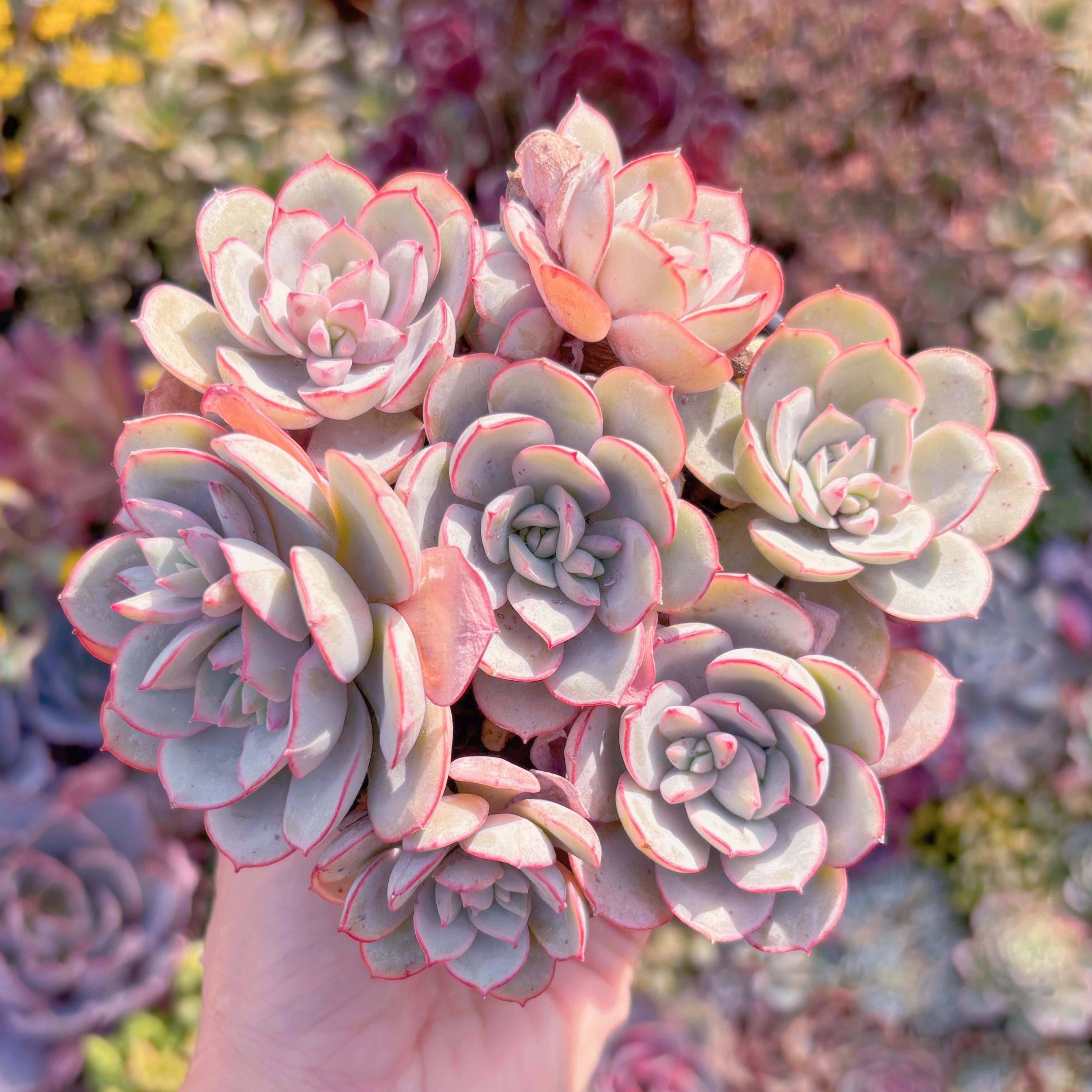 現品　ラウ026#F012　新入荷　るる農園