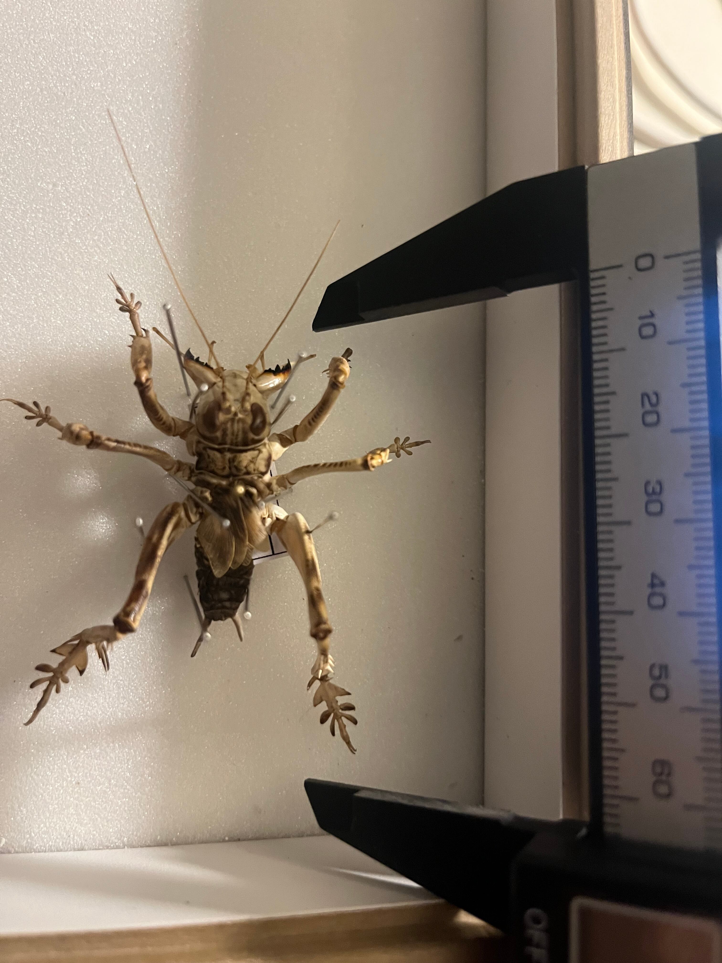 マキバネコロギス 昆虫標本バッタ キリギリスコロギスリオック直翅類